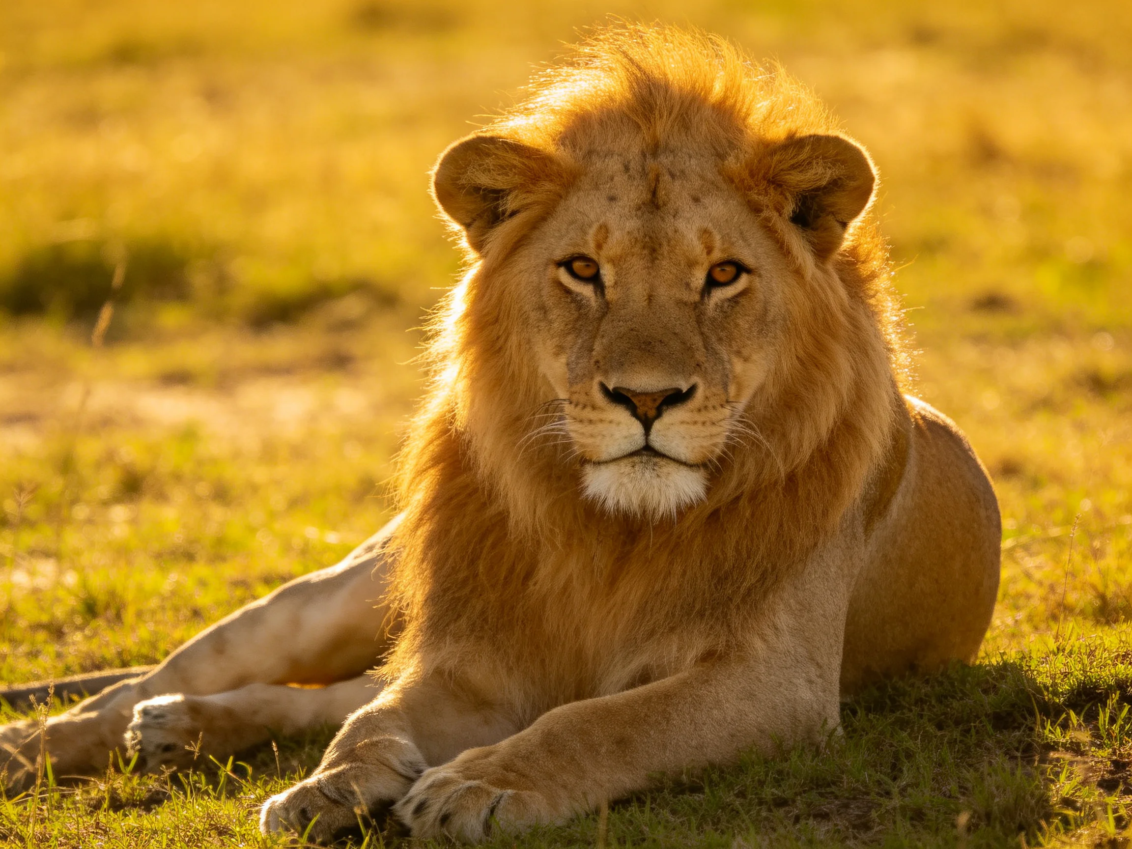 A golden lion lies calmly in sunlit savannah grass.