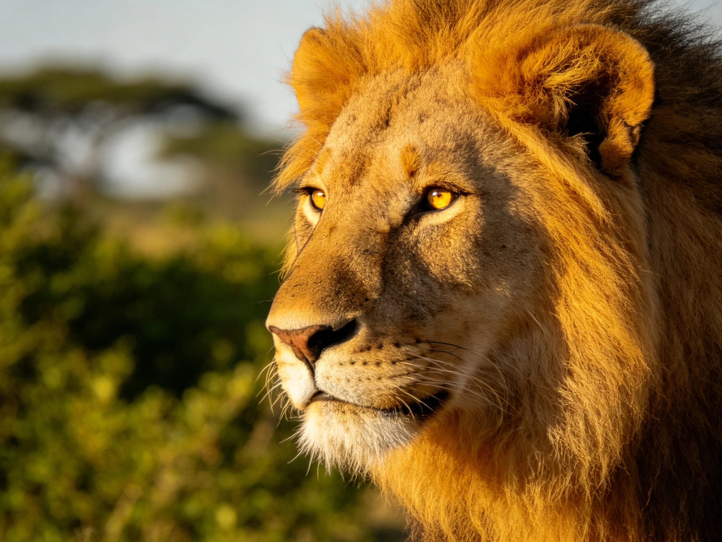 A majestic golden lion gazes intently in sunlit savannah surroundings.