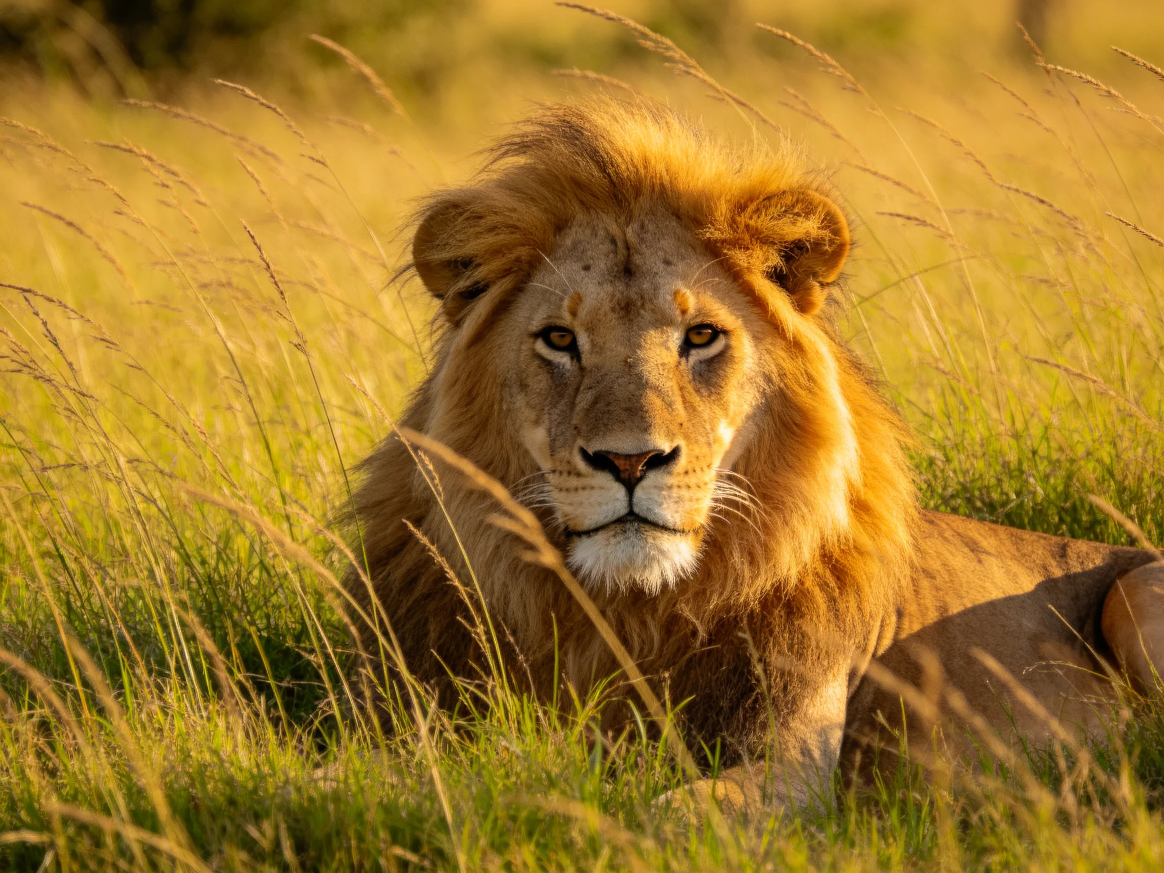 A lion rests peacefully in sunlit savannah grass.
