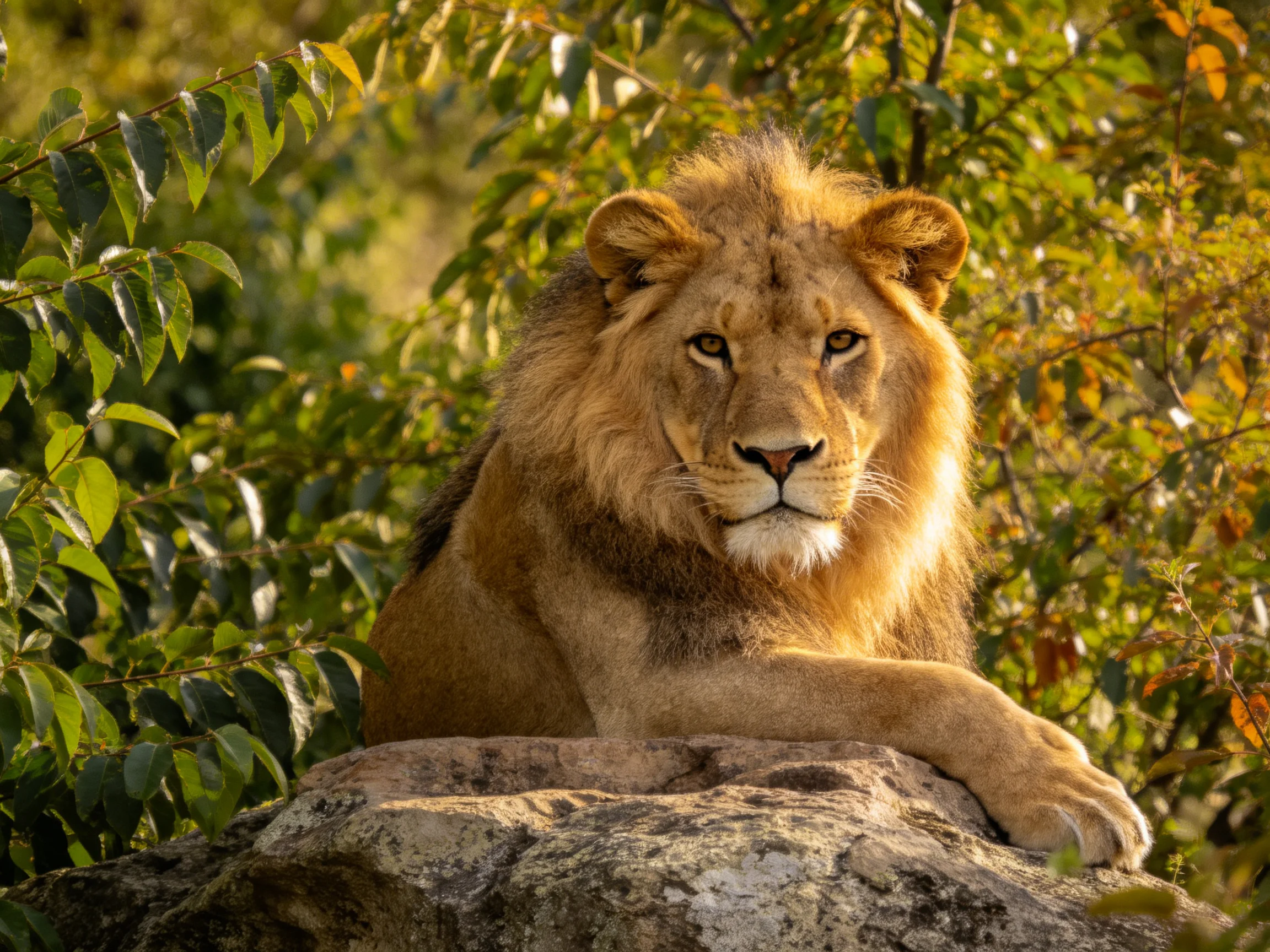 A lion sits calmly on a rock surrounded by dense vegetation.