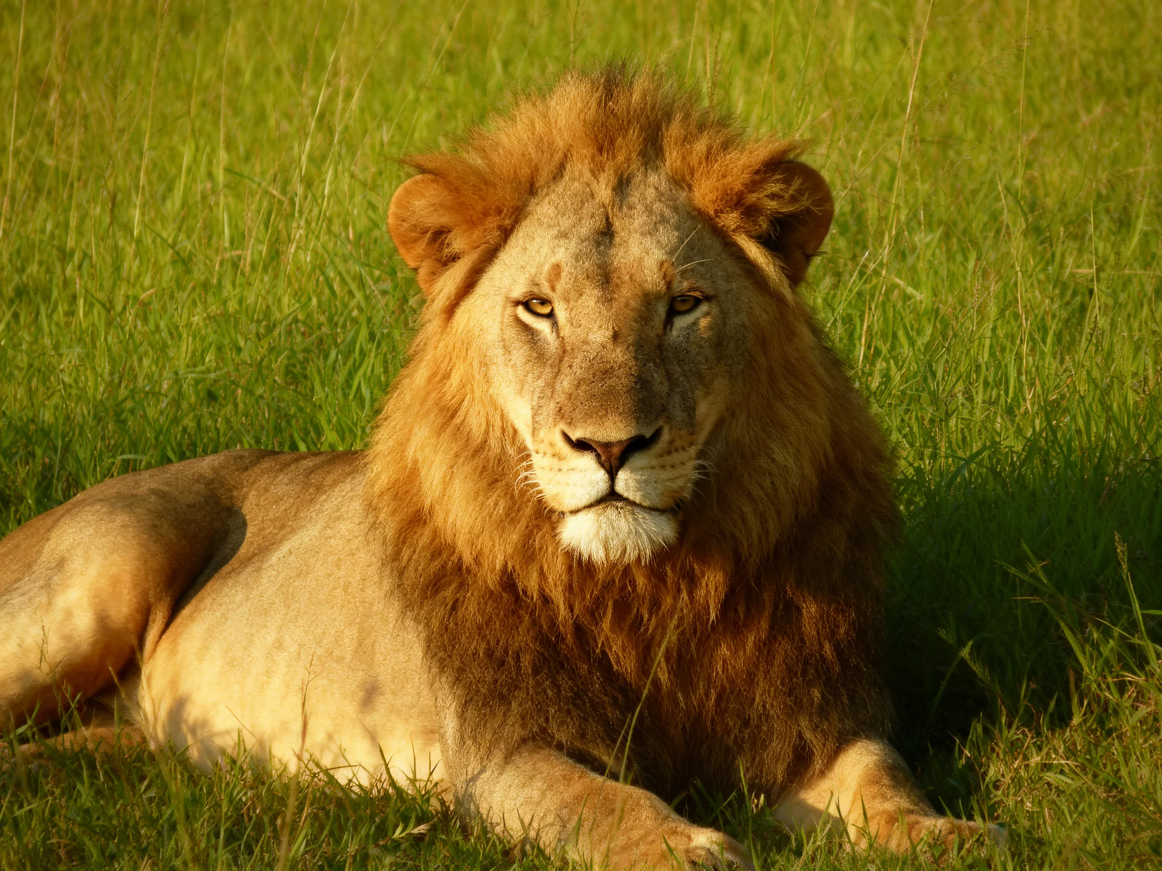 A lion lies calmly amid tall green grasses in sunlight.