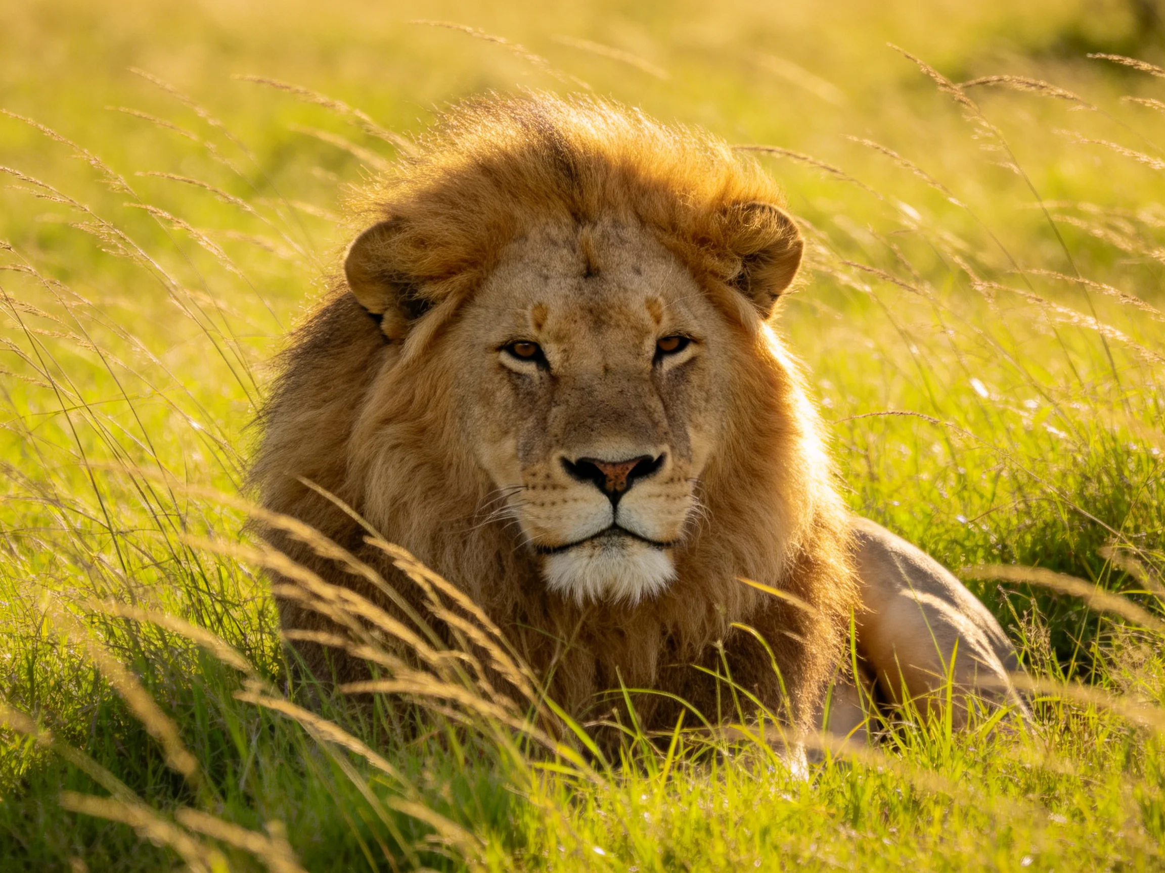 A lion rests peacefully in sunlit tall grass.