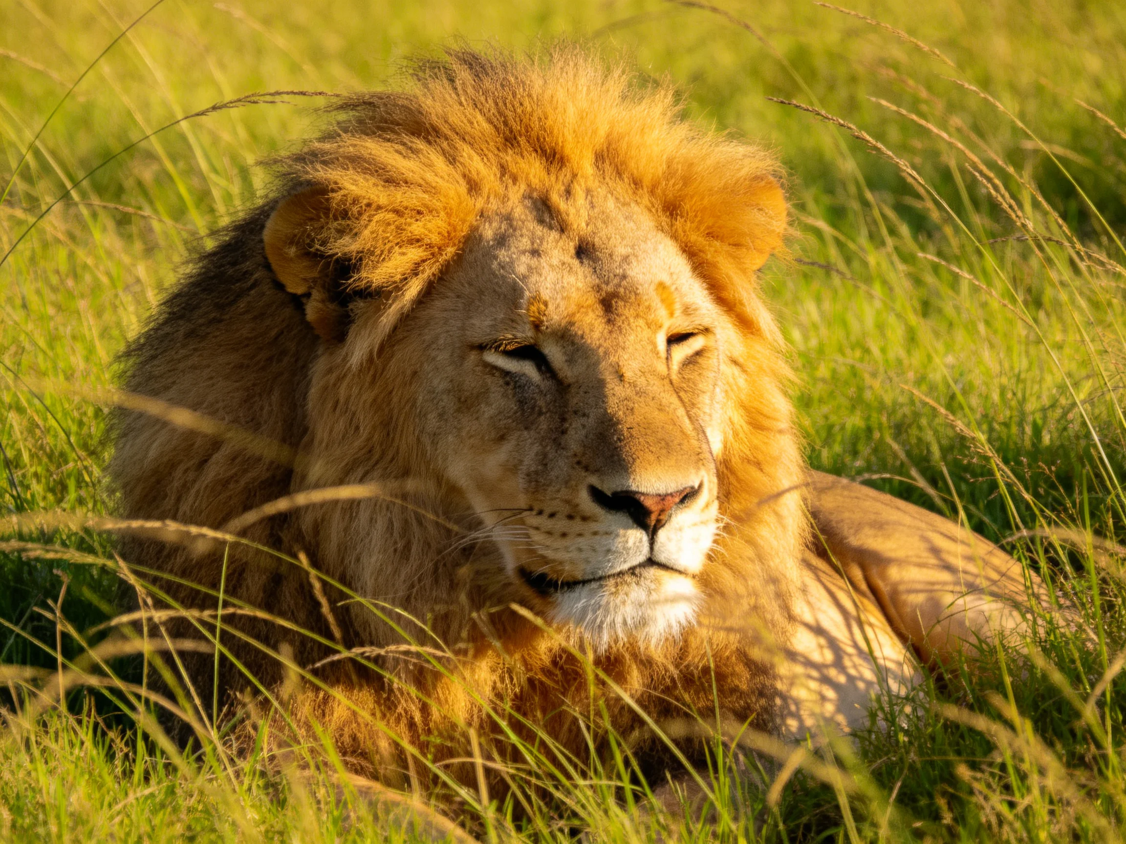 A majestic lion relaxes in tall savannah grass under warm sunlight.