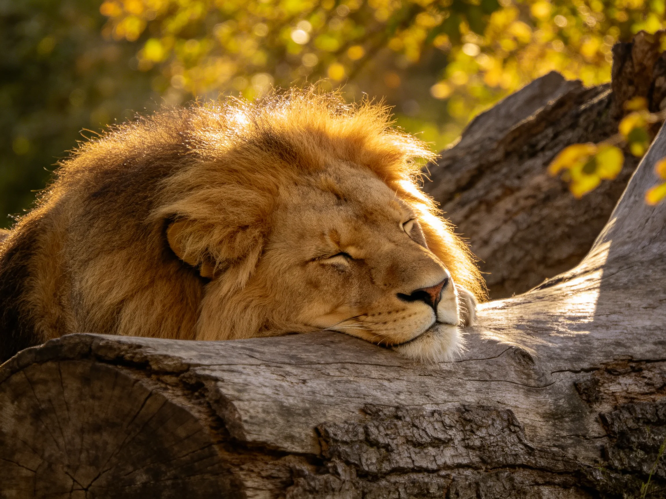 A lion sleeps on a large tree trunk with golden light surrounding it.