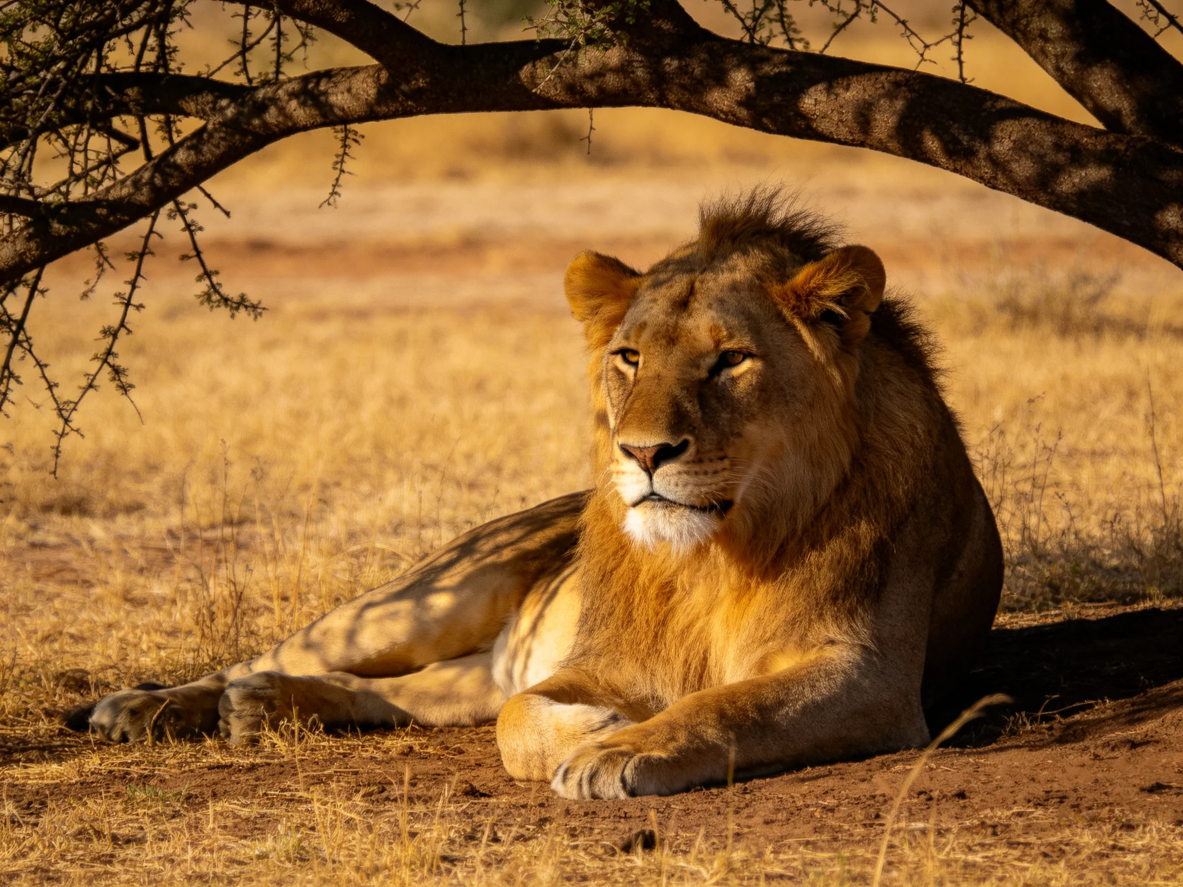 A lion relaxes under a tree in a sunlit savannah.