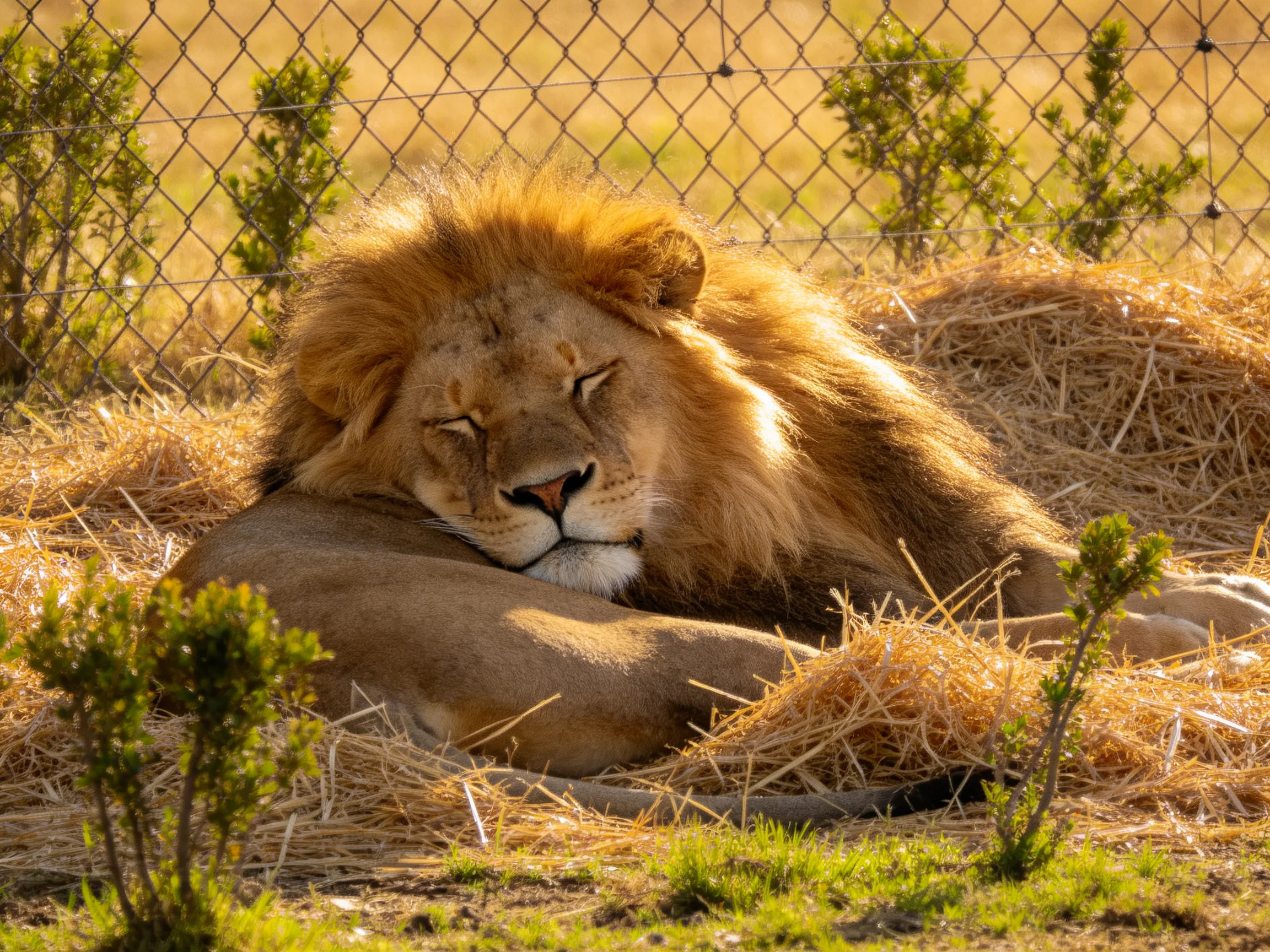A lionrests peacefully on golden straw next to a chain-link fence.