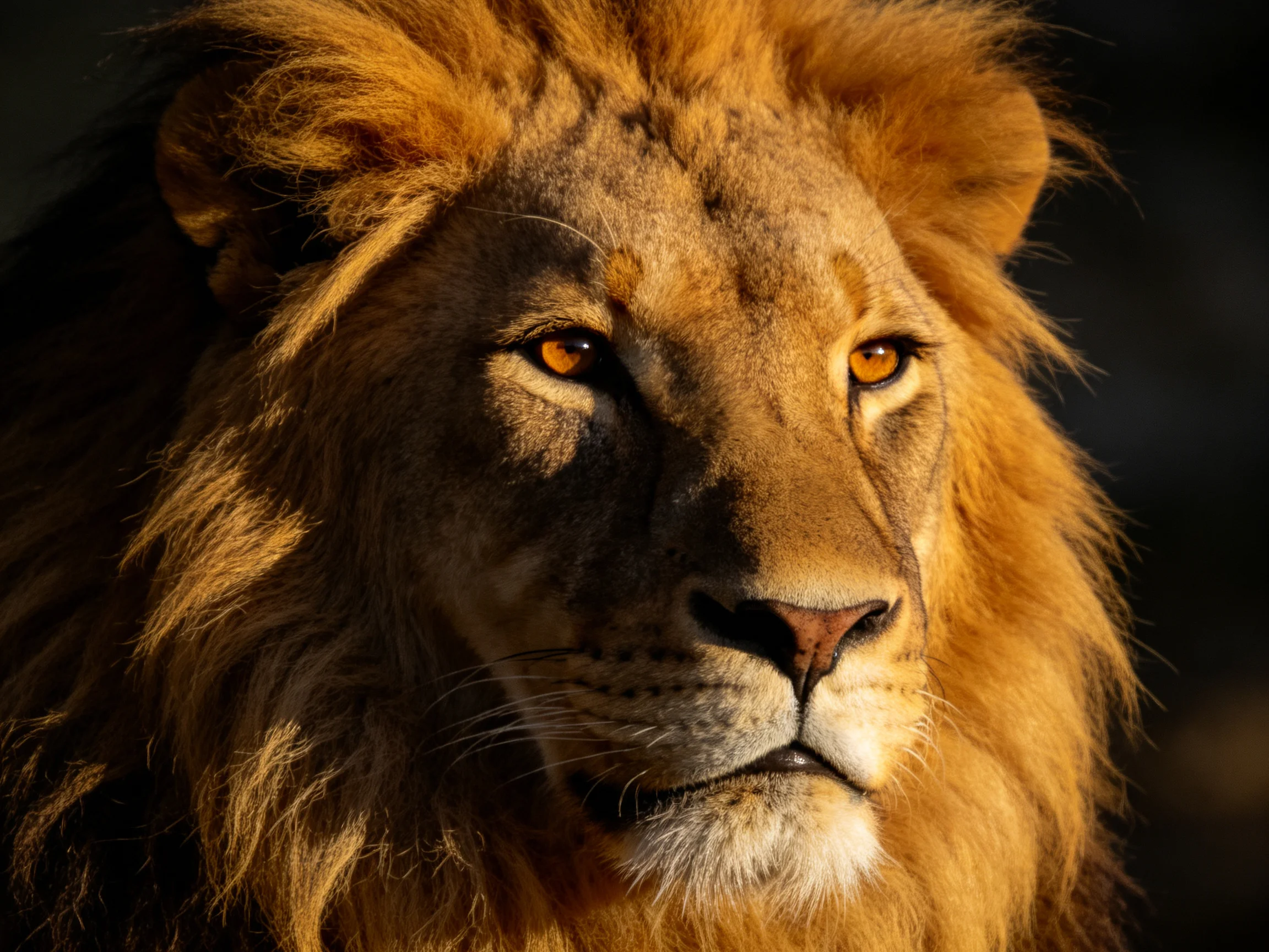 Close - up portrait of a lion displaying its golden mane.