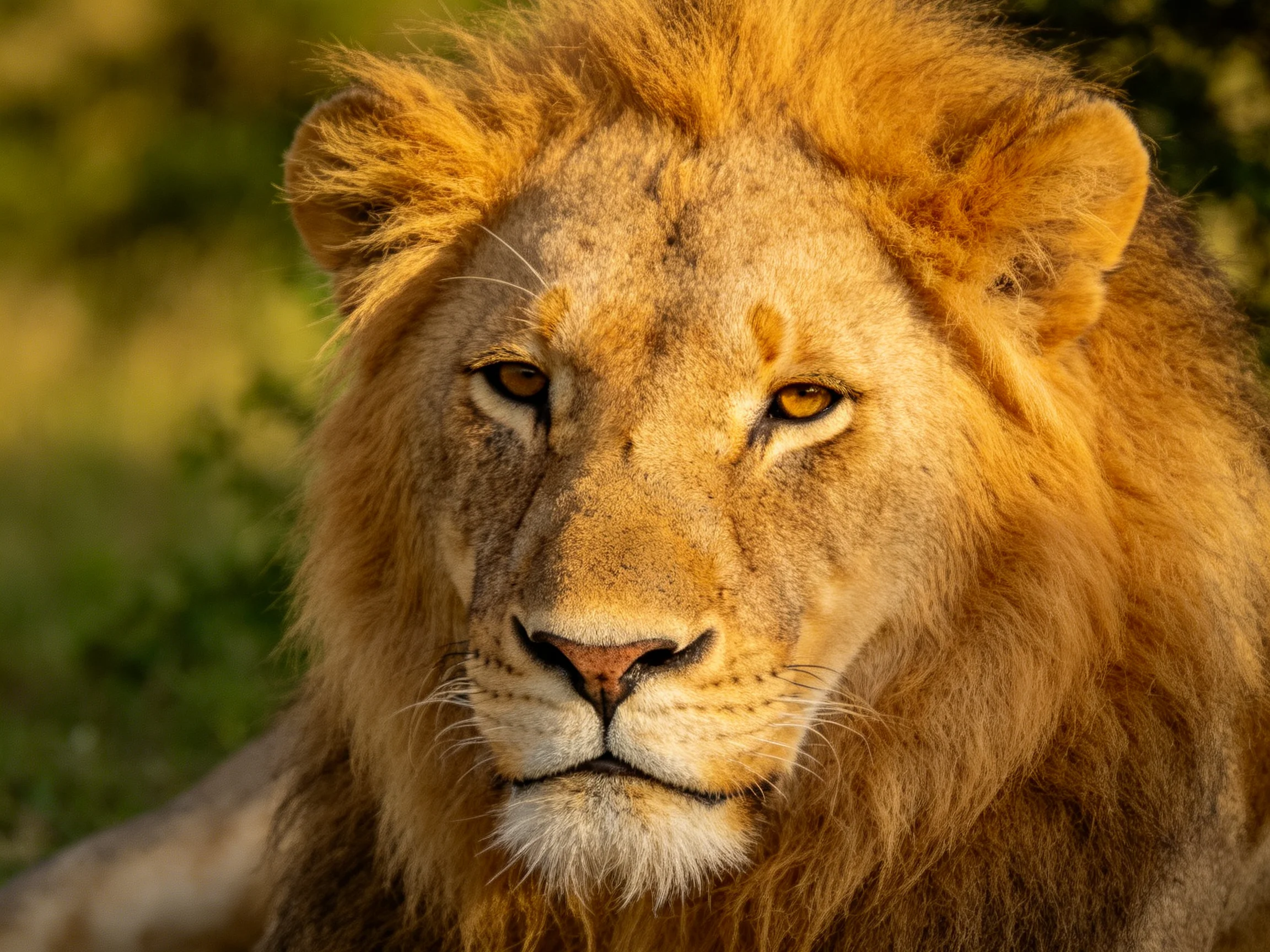 Close - up view of a lion displaying its golden mane in nature.