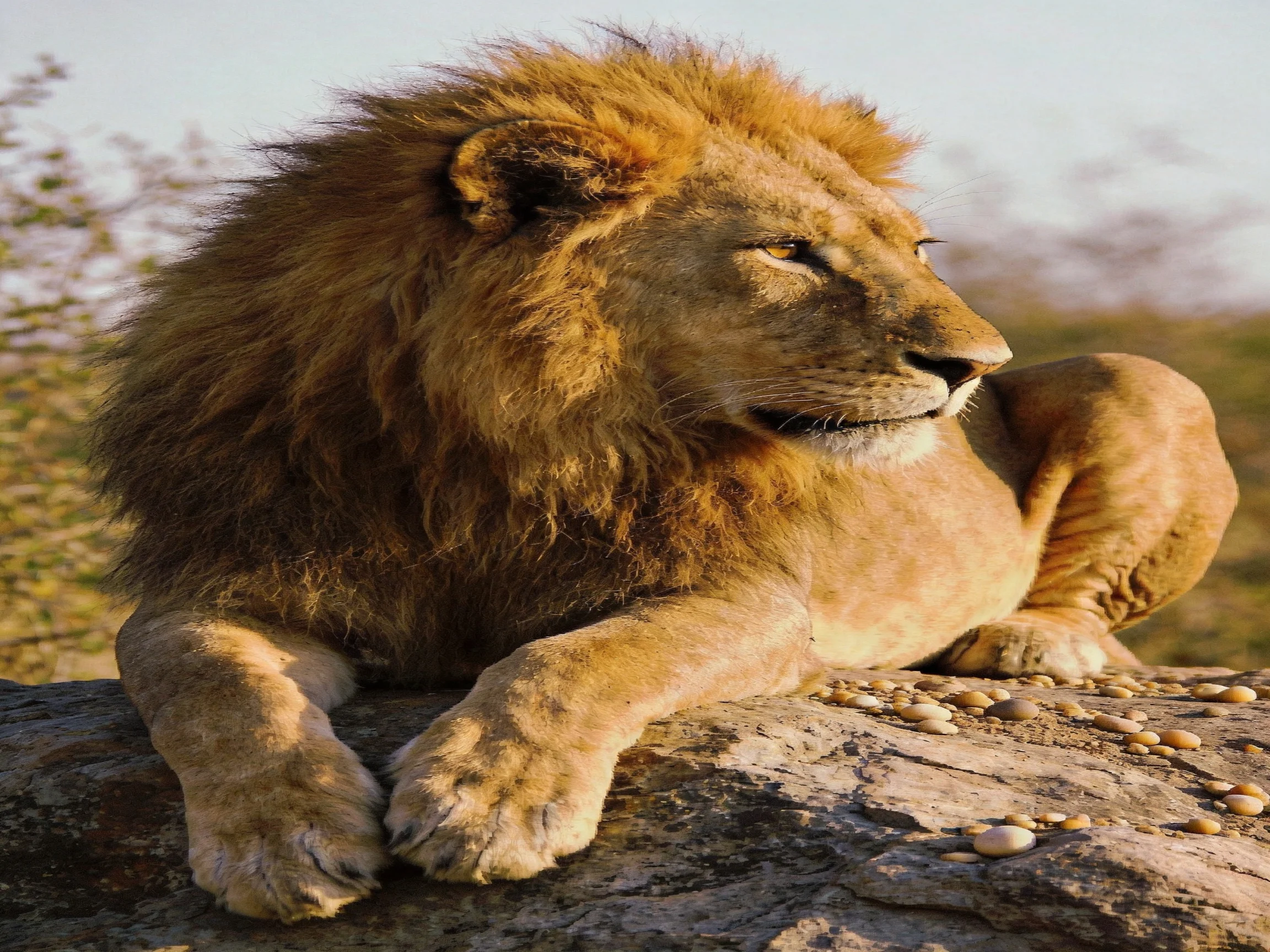 A lion with a thick mane relaxes on a rock in a natural environment.