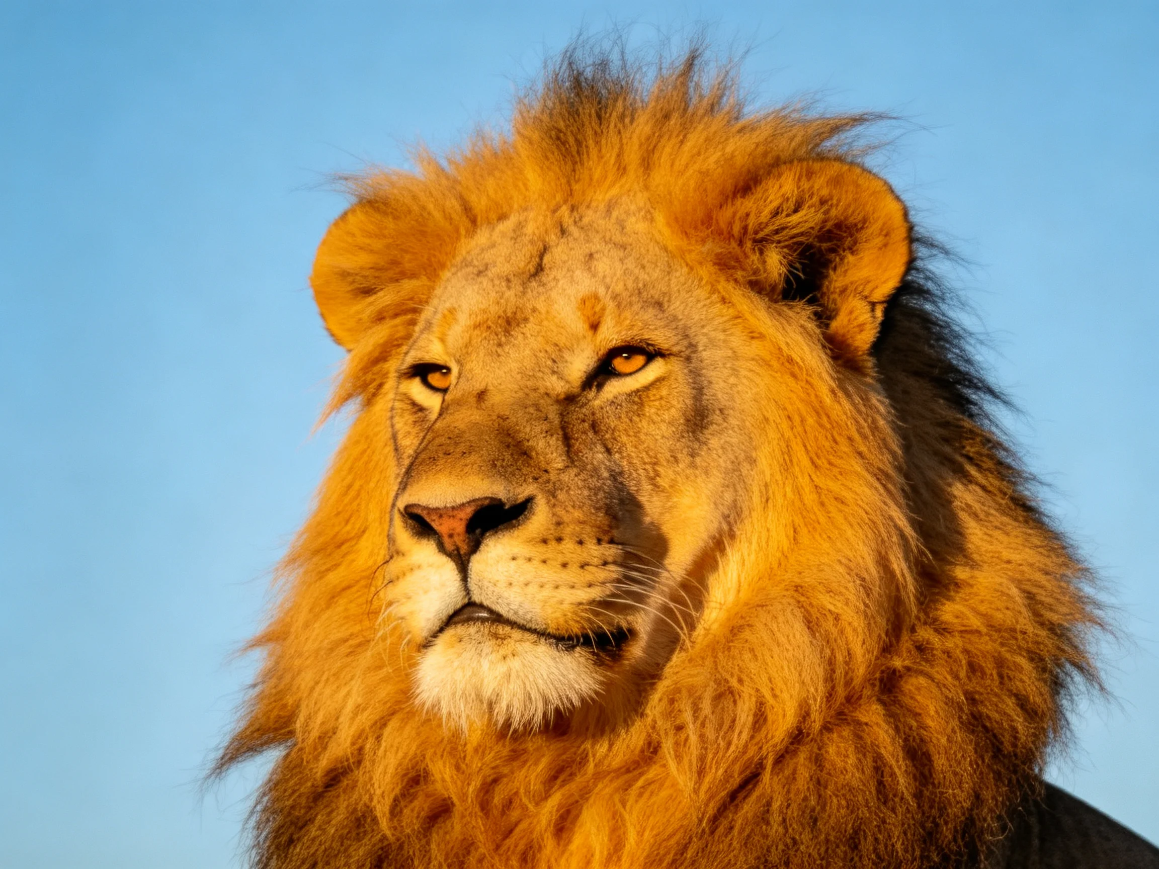 Close - up of a lion with golden mane against clear blue sky