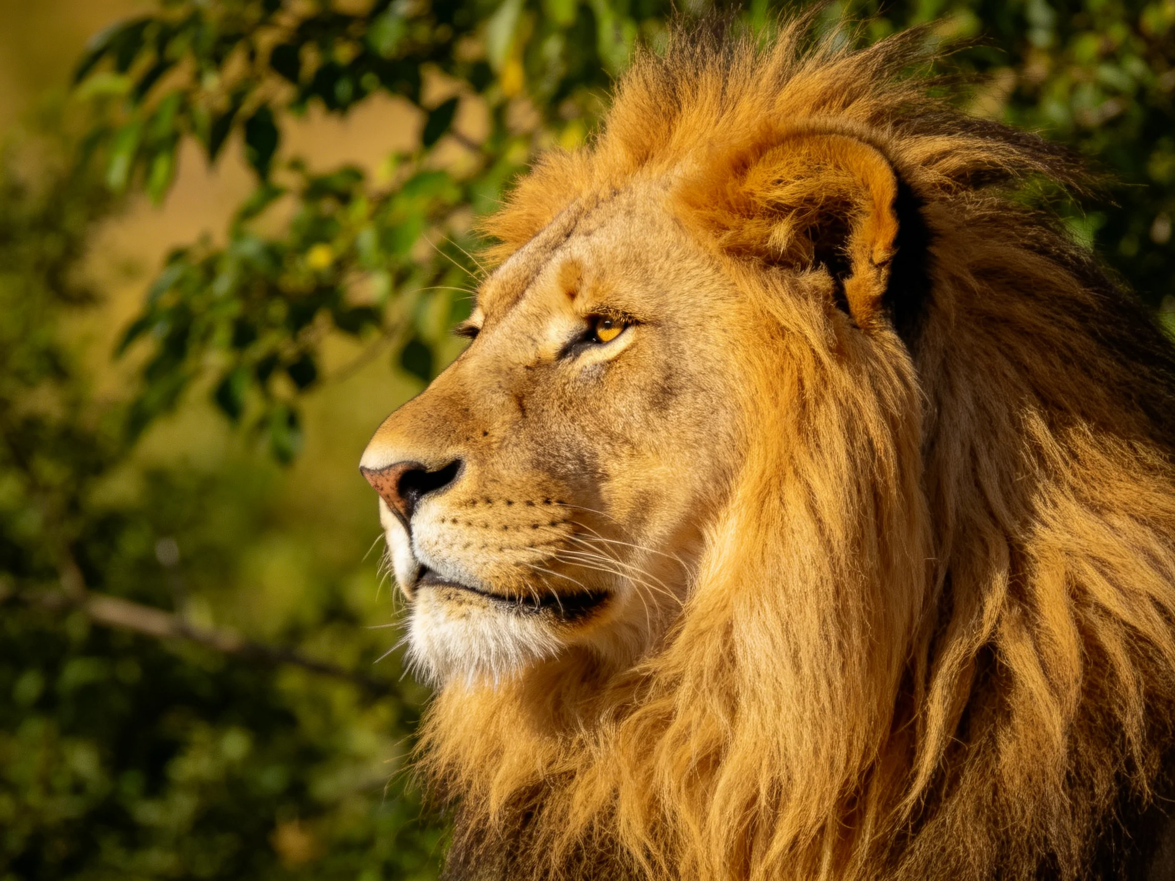 A majestic lion with golden mane stands amid lush green foliage.