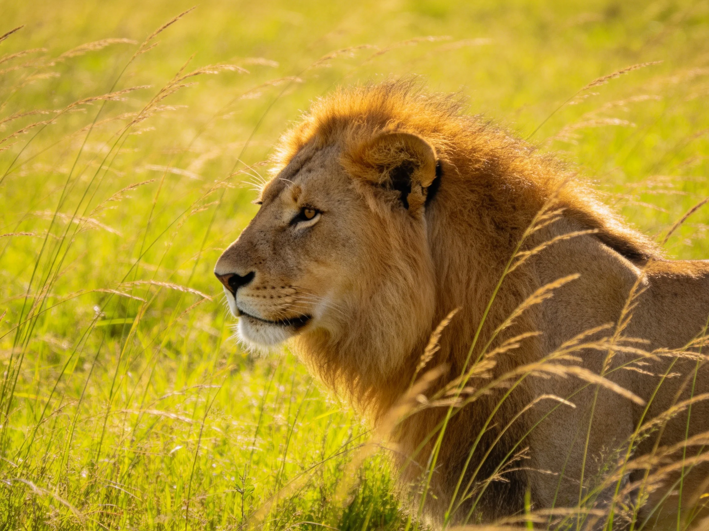 A lion with golden mane rests among tall grass in bright sunlight.