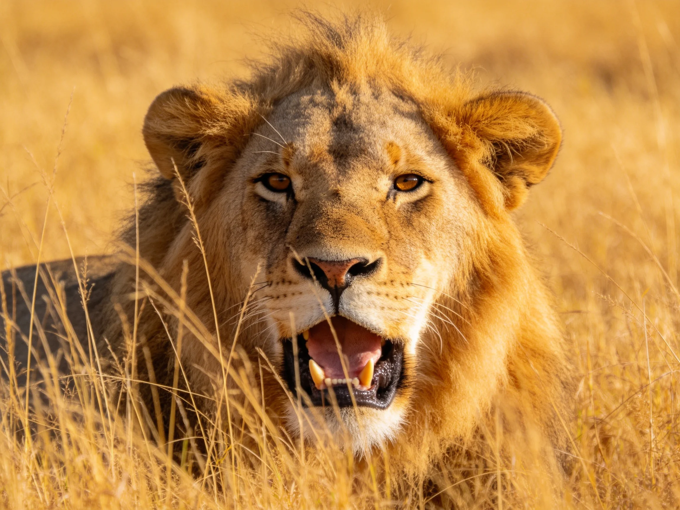 A majestic lion rests in golden savannah grasses.