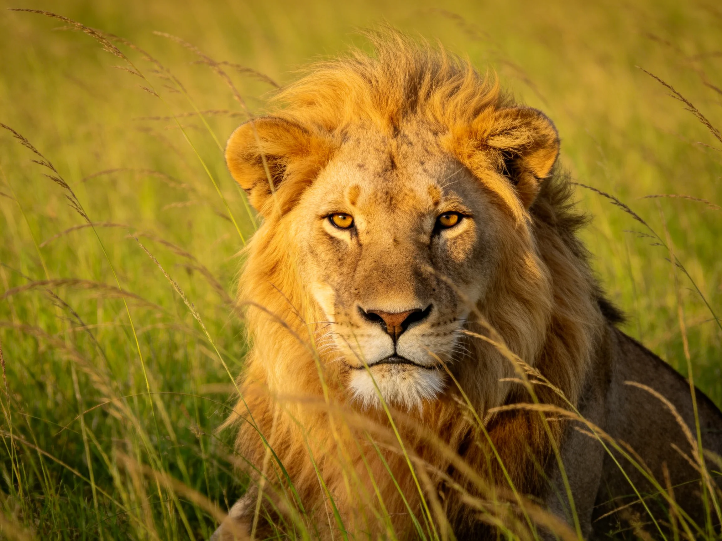 A lion with a golden mane sits calmly amid tall green vegetation.