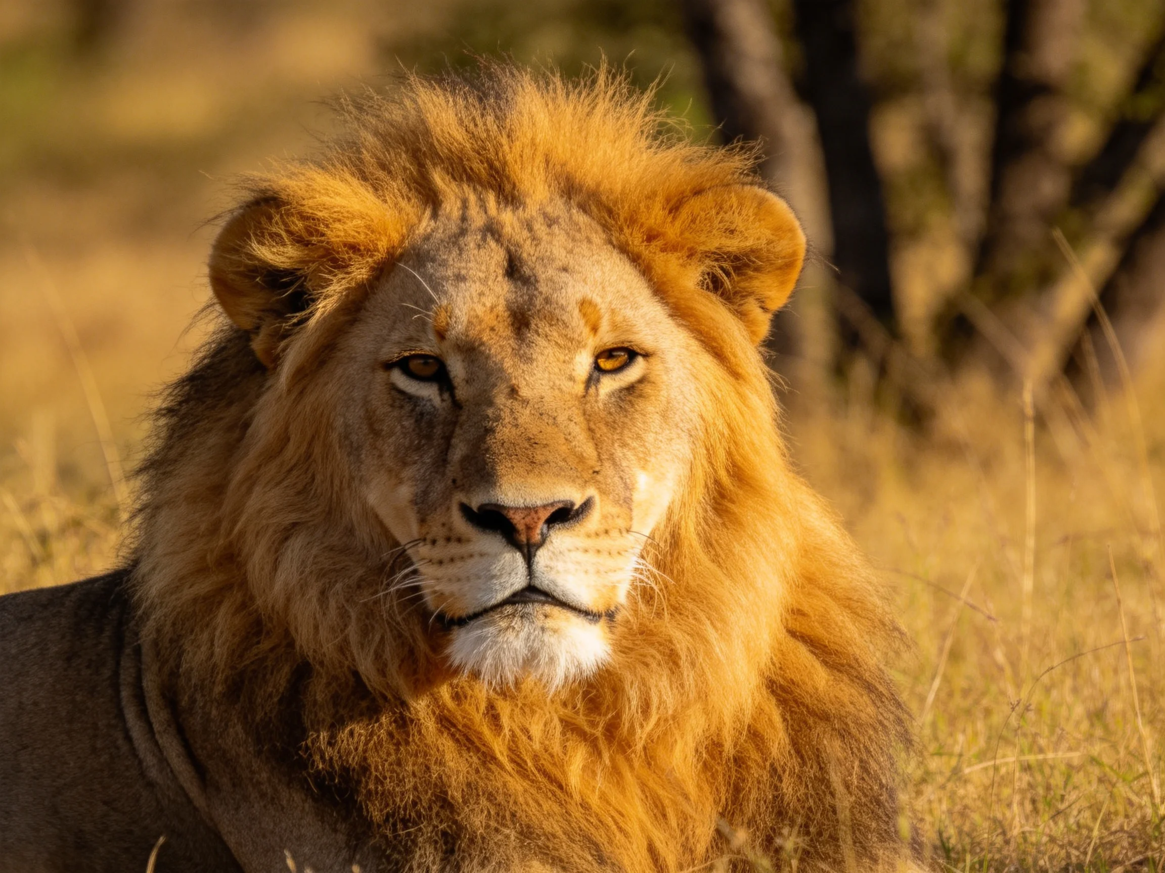 A lion with a golden mane rests calmly amidst tall yellow grasses.