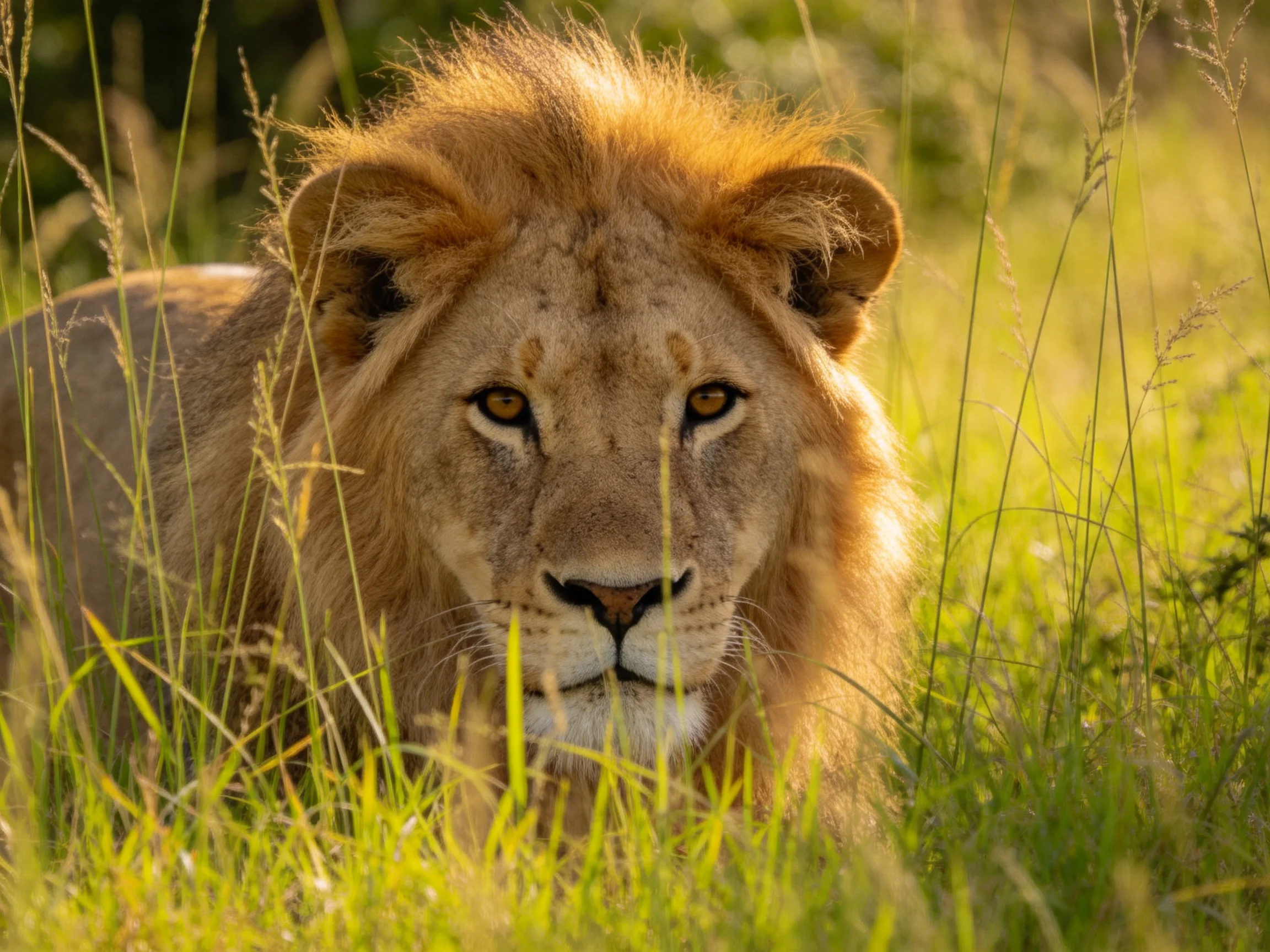 A lion with a golden mane lies among tall green grasses in a sunlit natural setting.