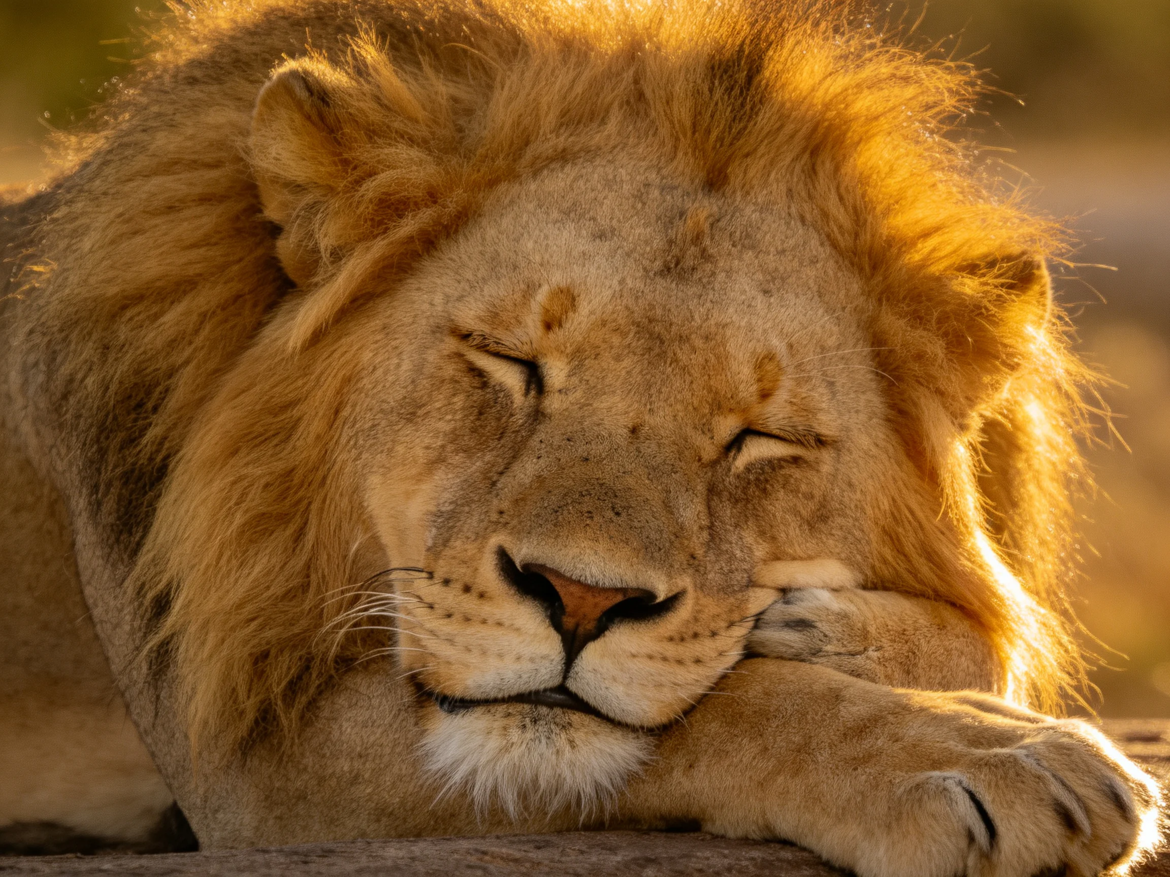 A lion with closed eyes rests in warm sunlight