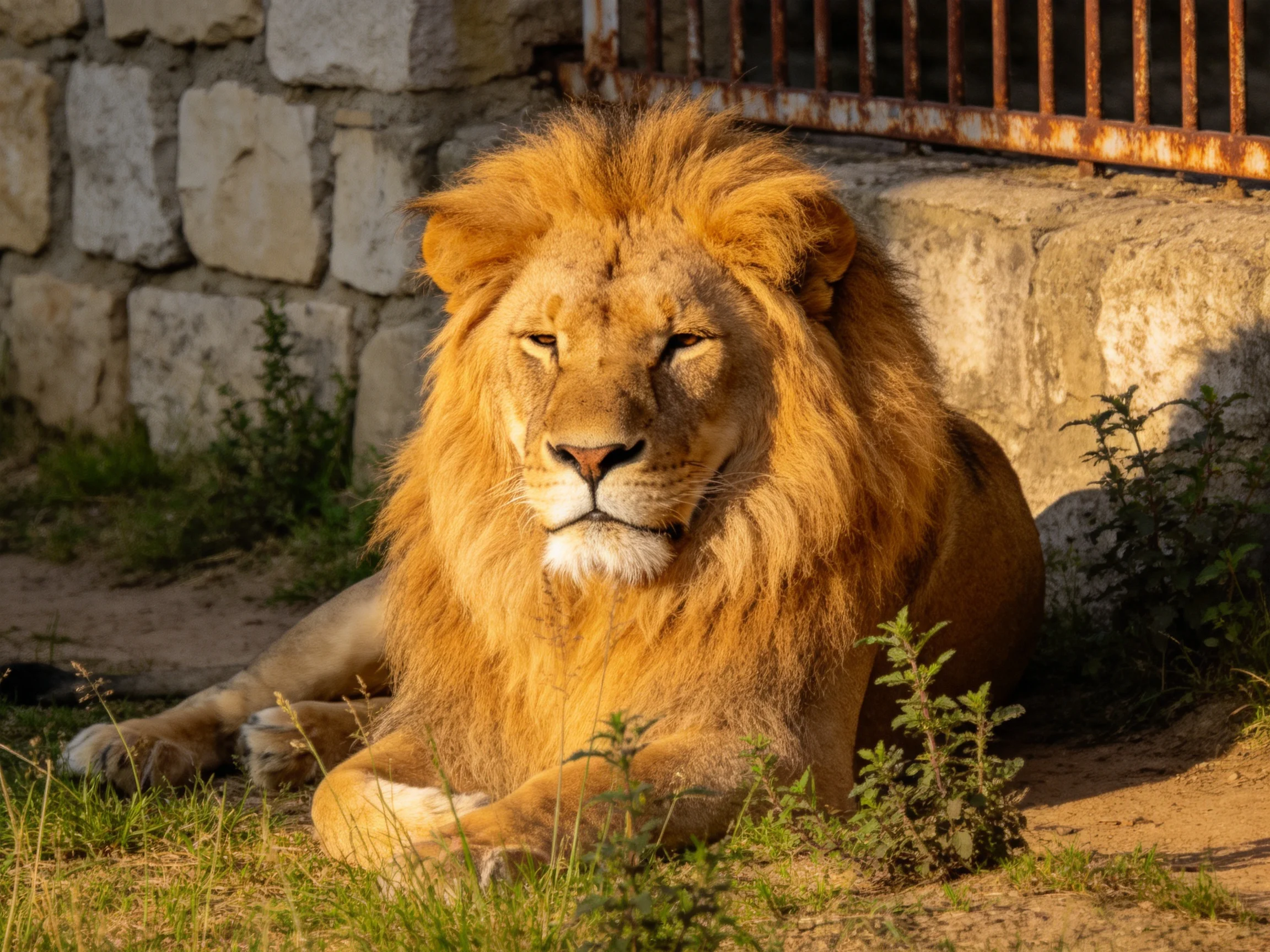 A lion with a golden mane rests near a stone wall under sunlight.