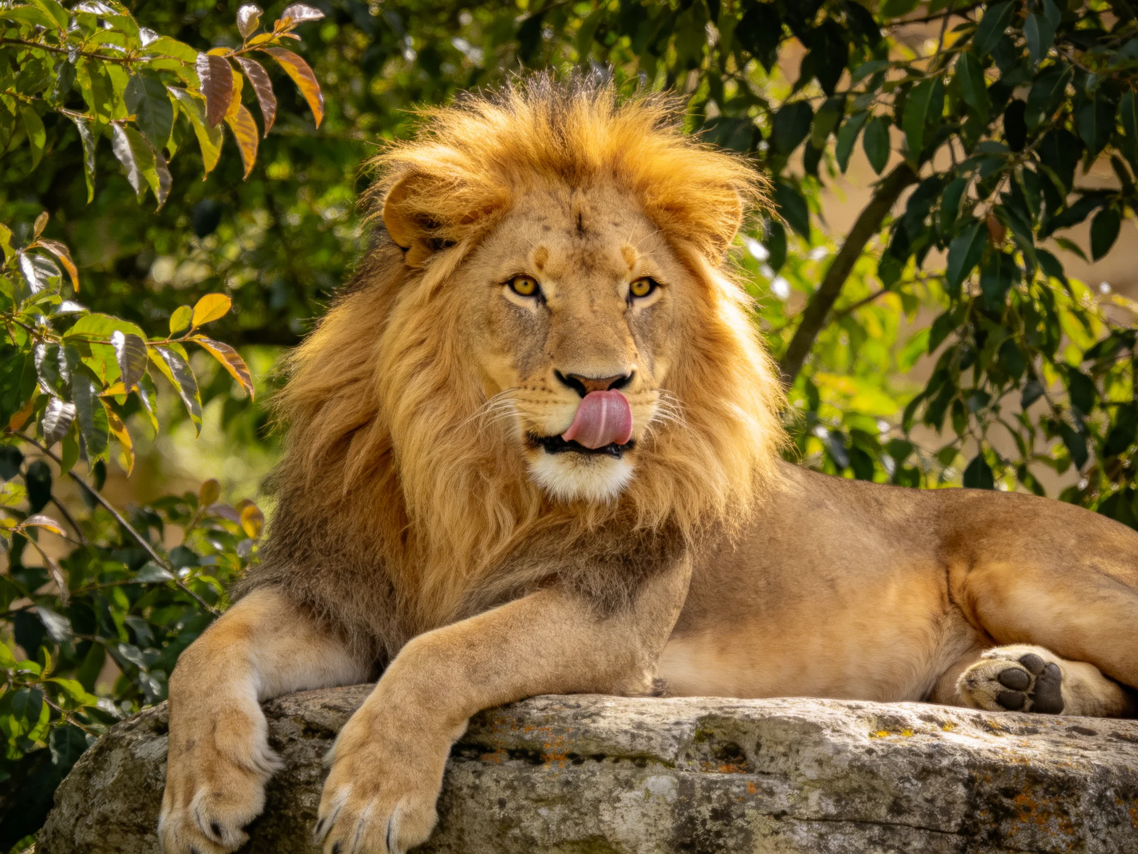 A lion with a golden mane relaxes on a rock amid greenery.