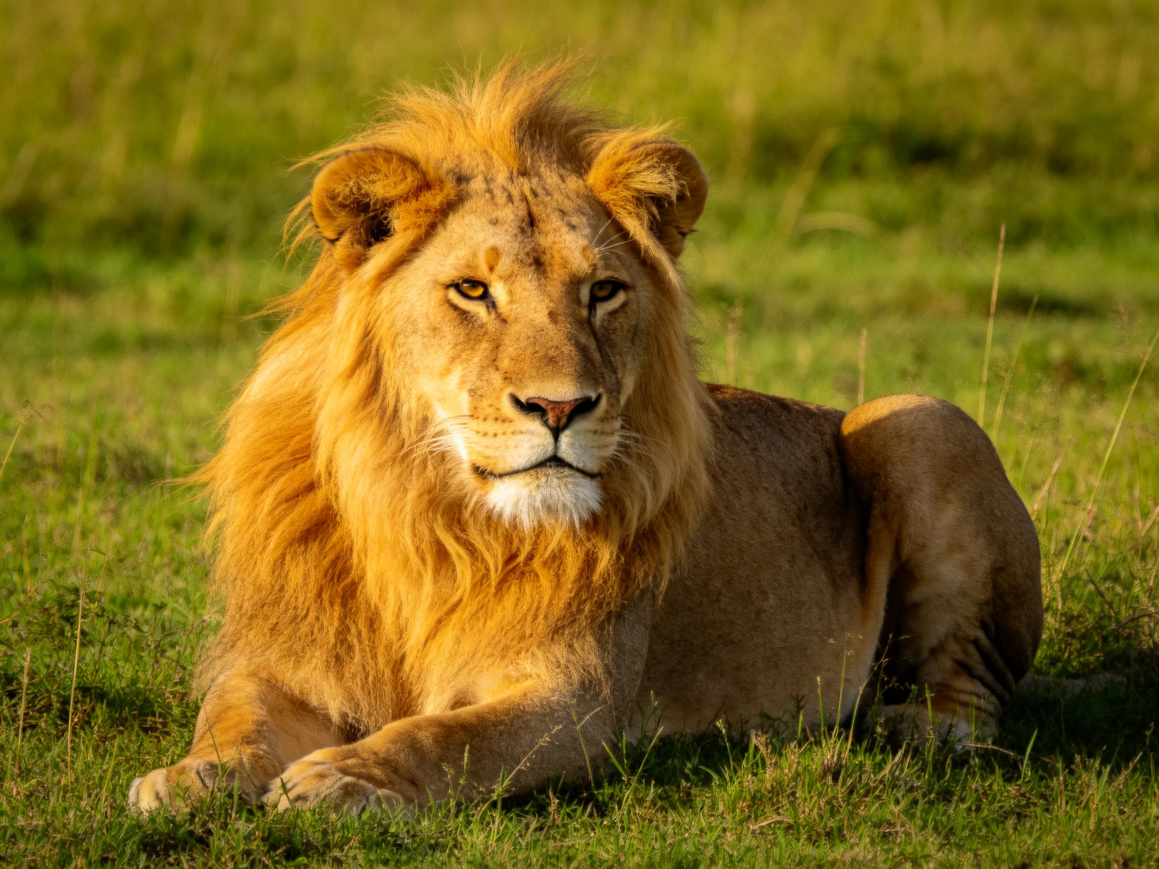 A lion with golden mane rests on green grass.