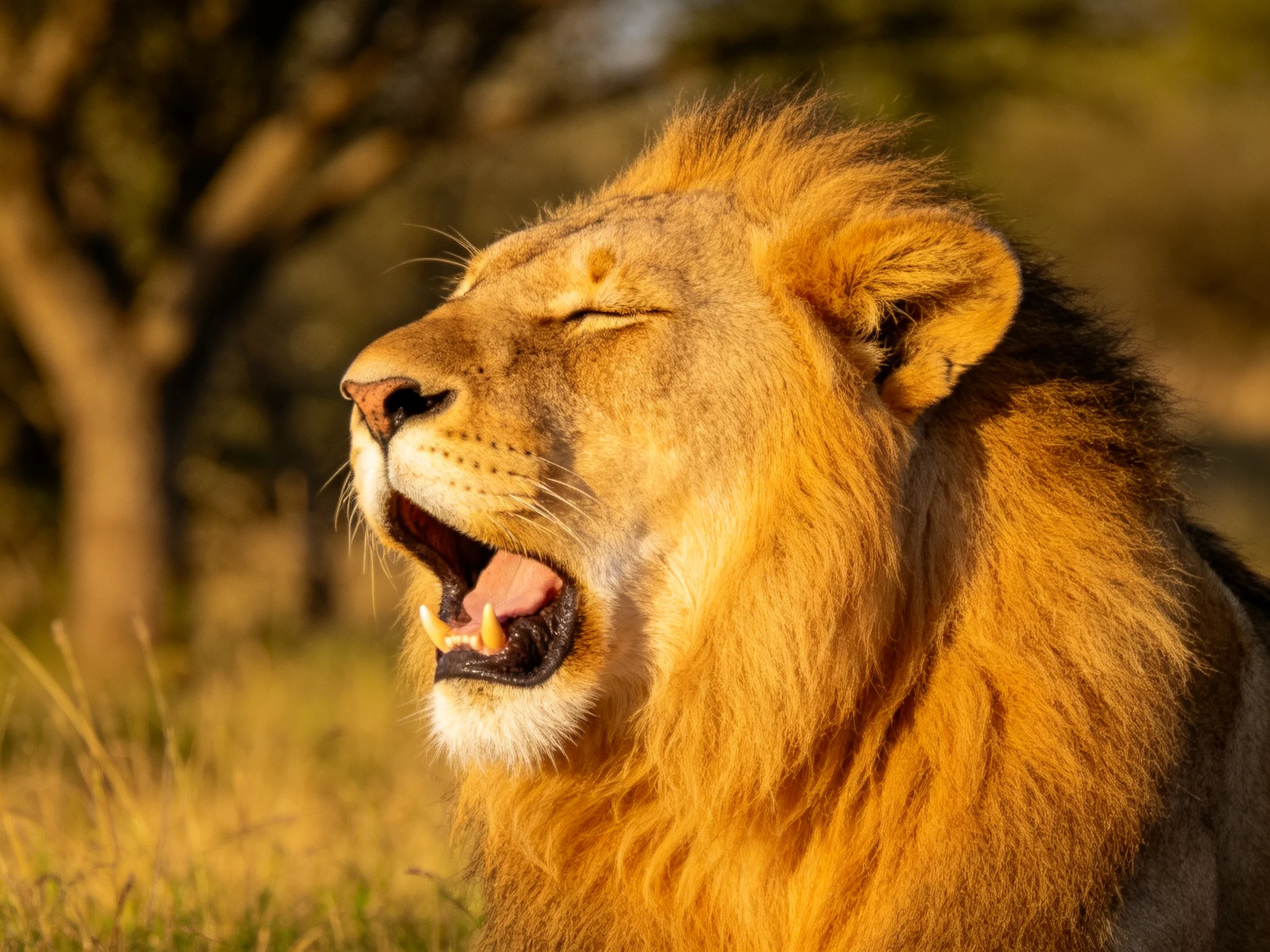 A lion with a golden mane yawns widely in a sunlit savannah setting.