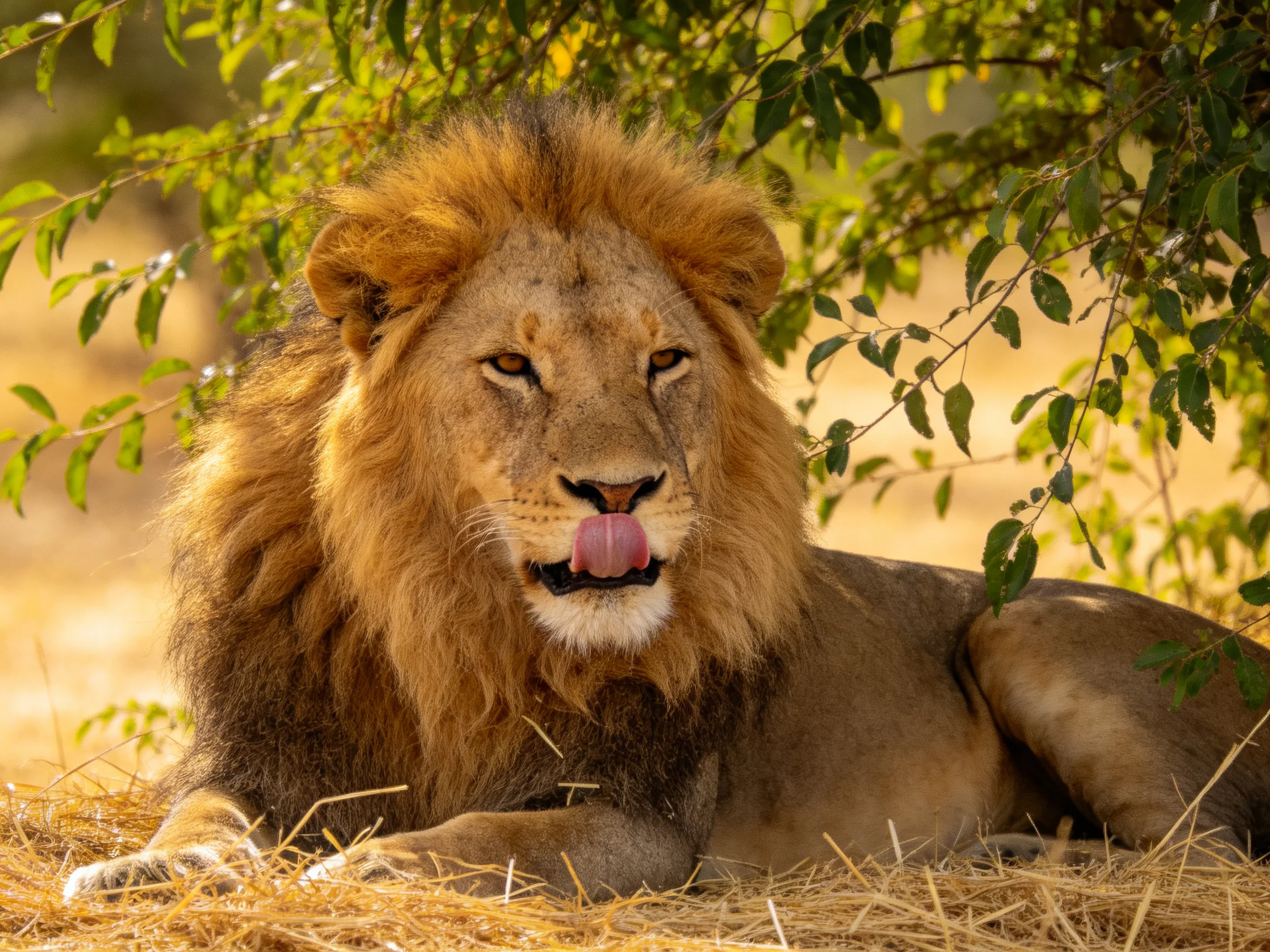 A male lion relaxes on golden straw beneath leafy trees