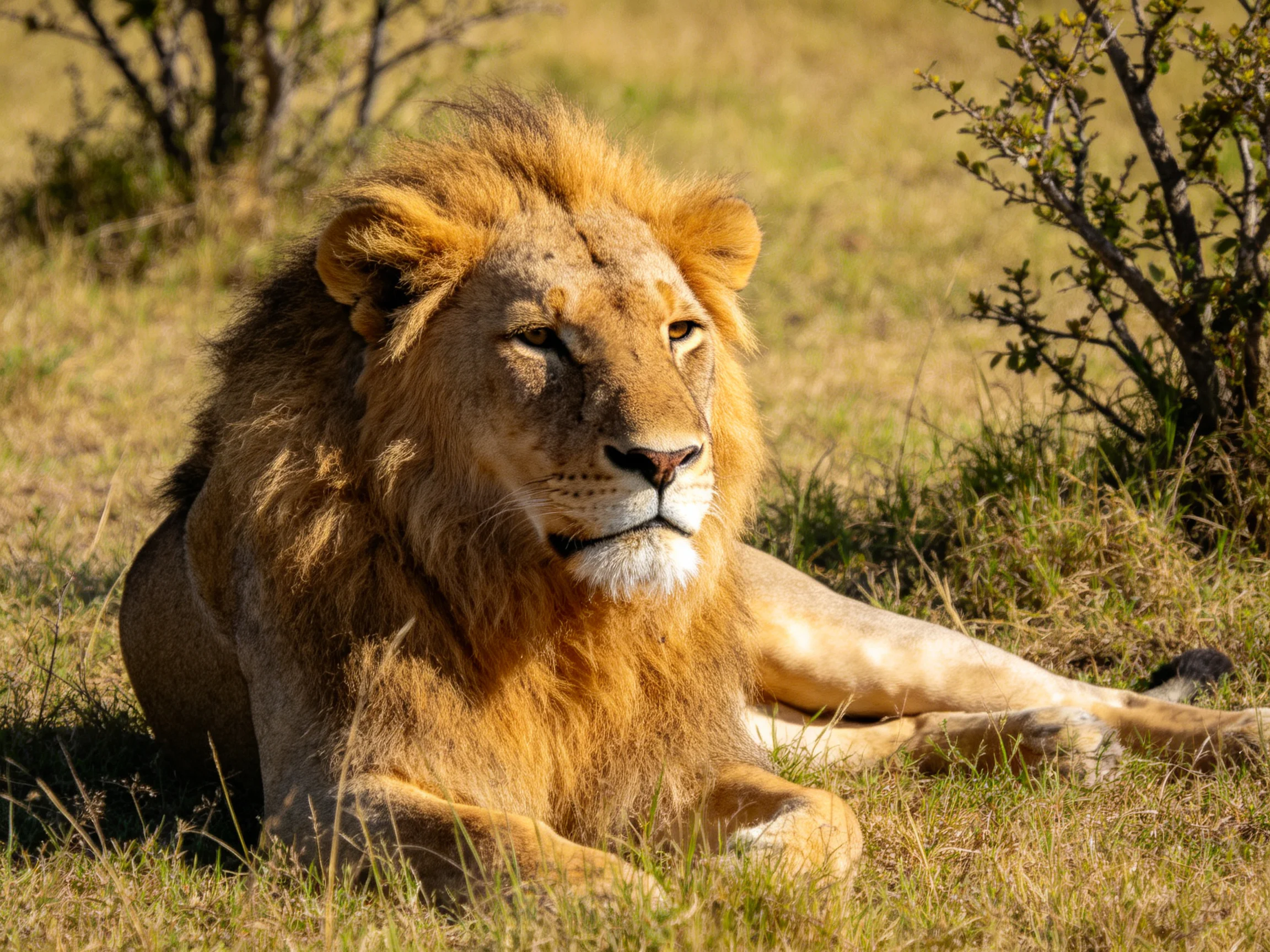 A majestic male lion lies calmly in a sunlit savannah field.