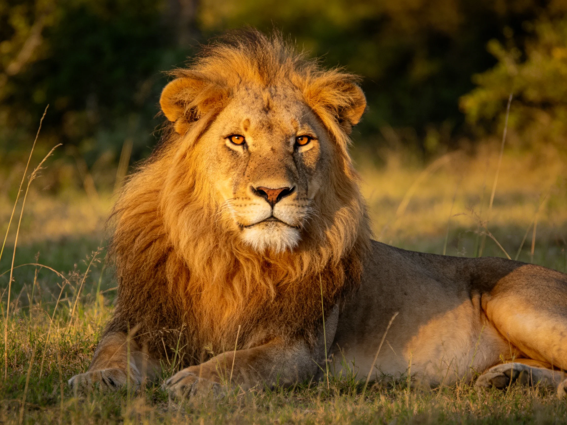 A majestic male lion lies calmly in a sunlit savannah environment.