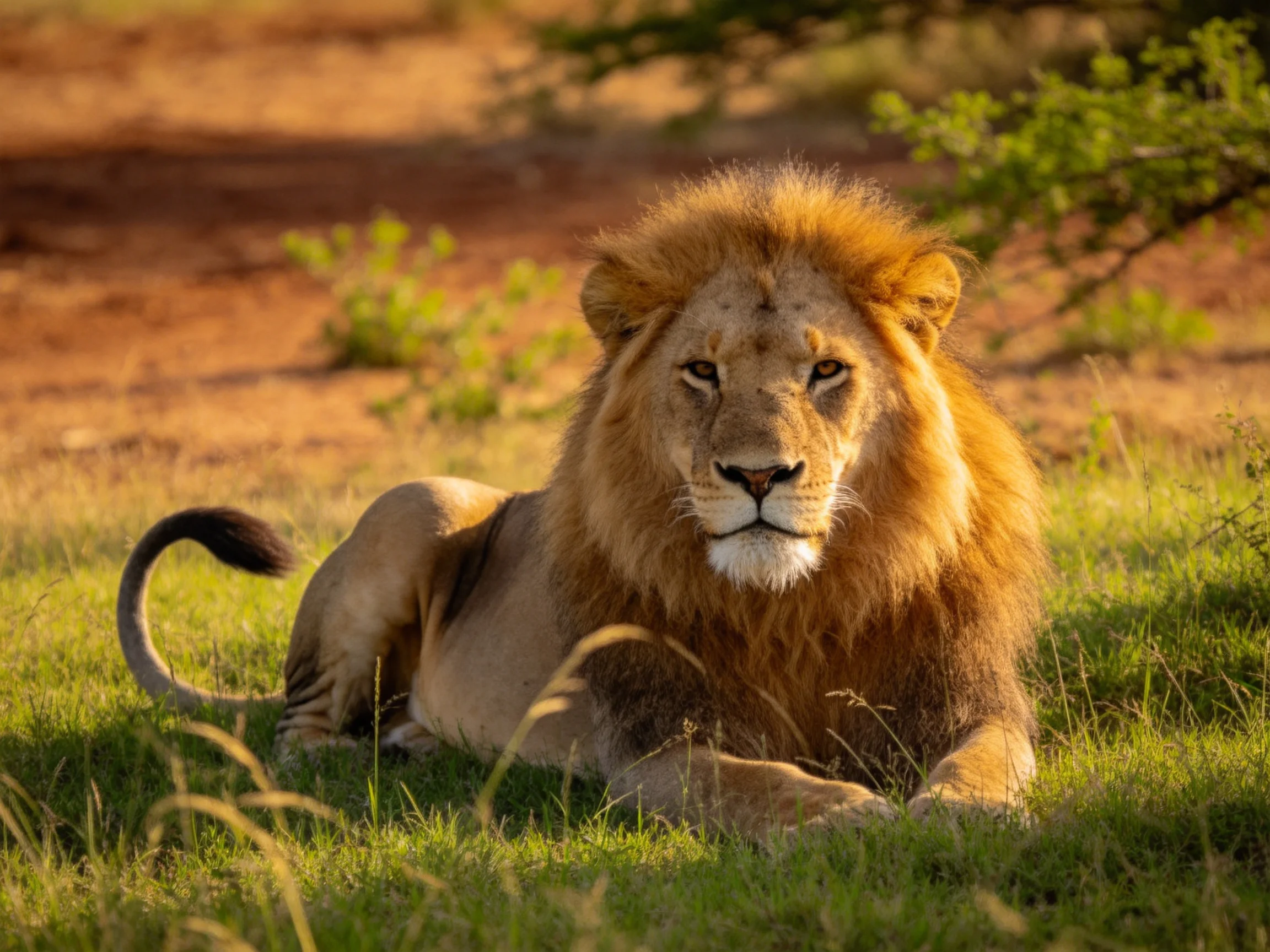 A majestic male lion rests on green grass in a natural terrain.