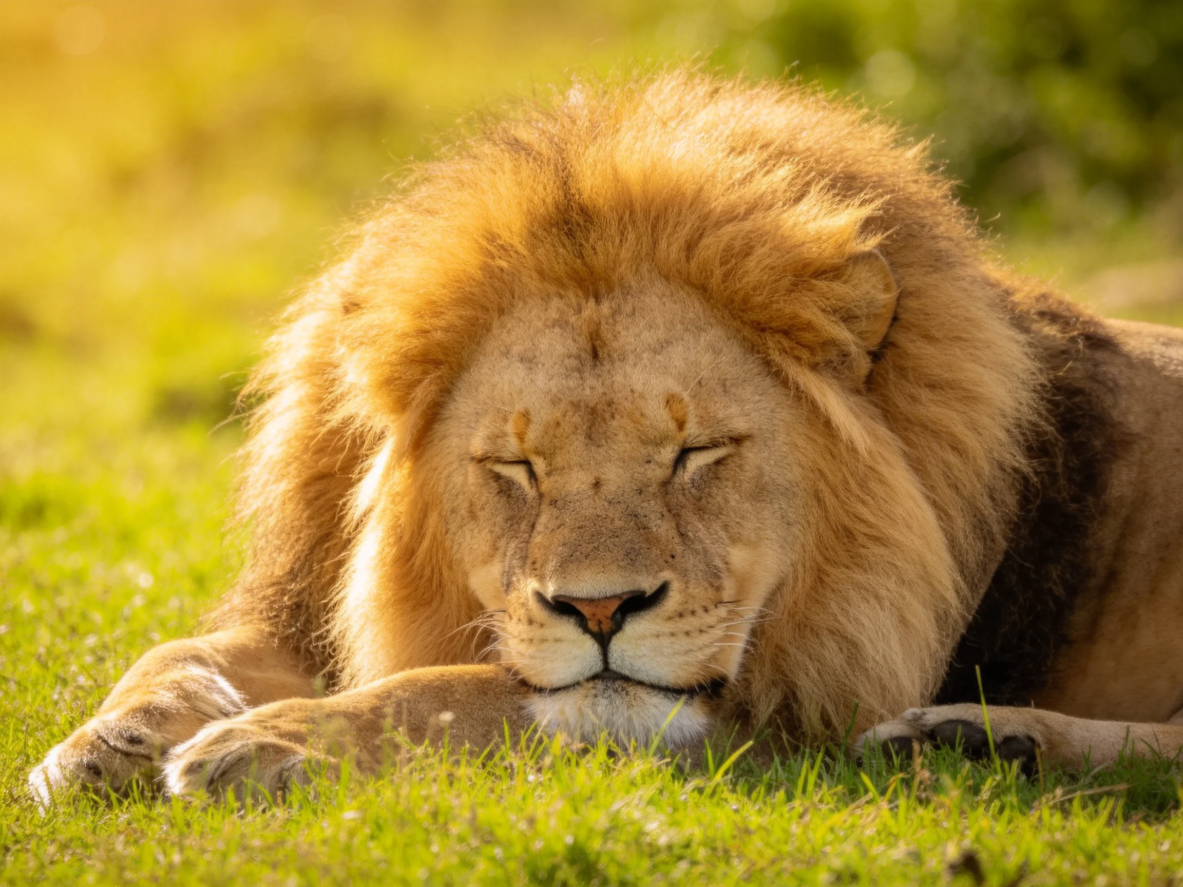 A majestic male lion rests peacefully on green grass in sunlight.