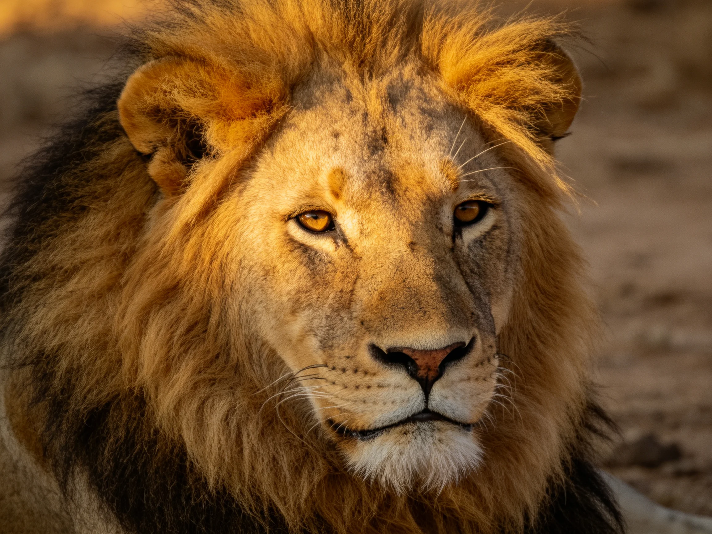 A close - up of a male lion shows his thick golden mane and composed demeanor.