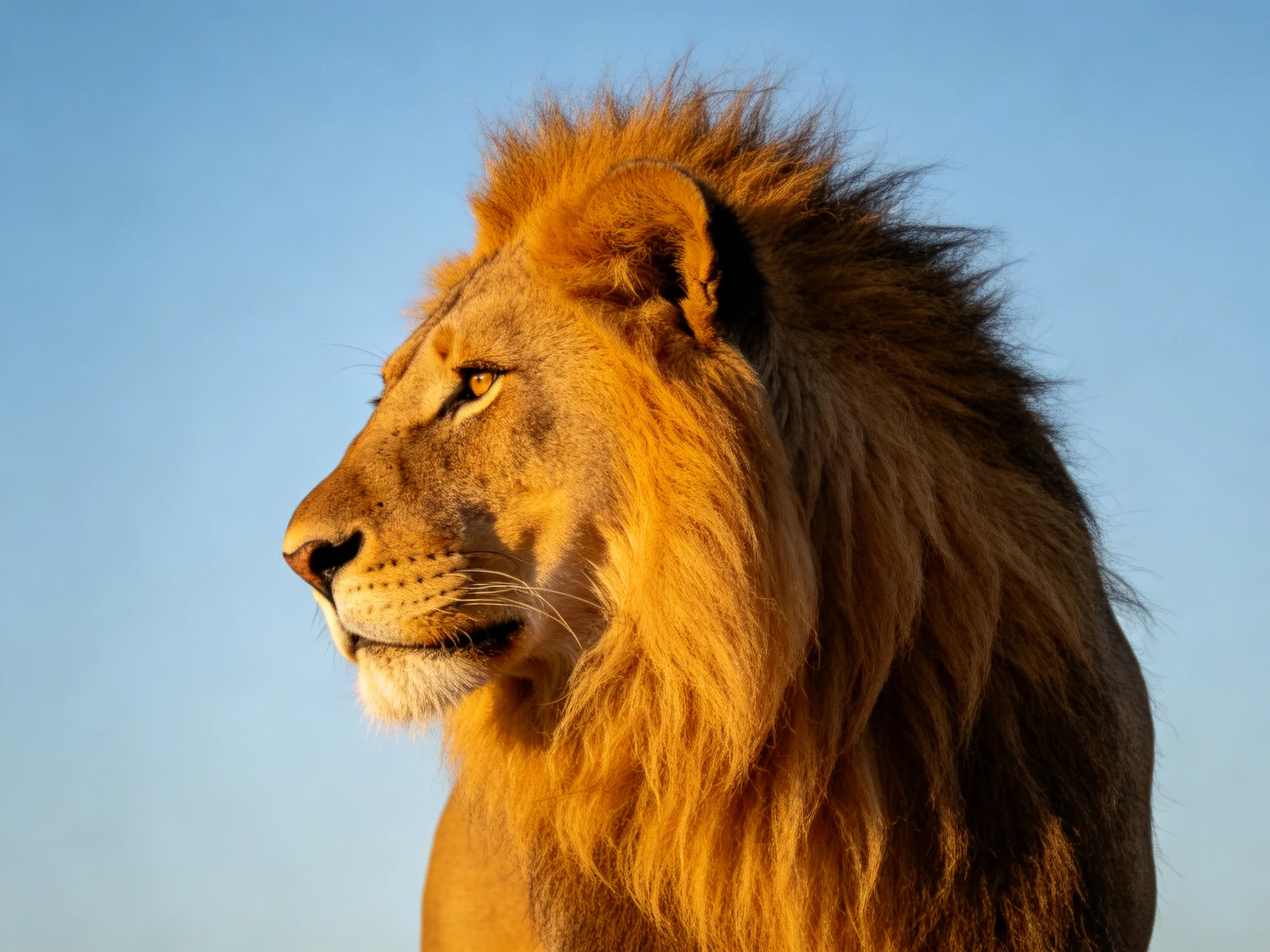A close - up of a male lion displaying its golden mane against a clear blue sky.