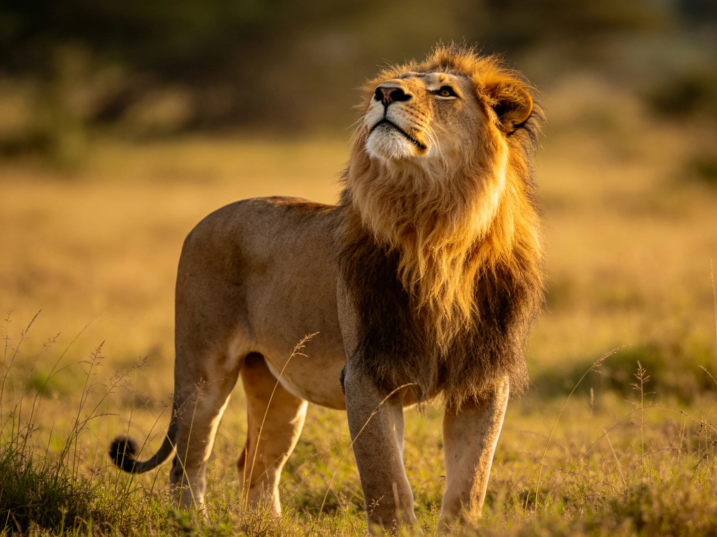 A majestic male lion stands alert in a sunlit savannah.