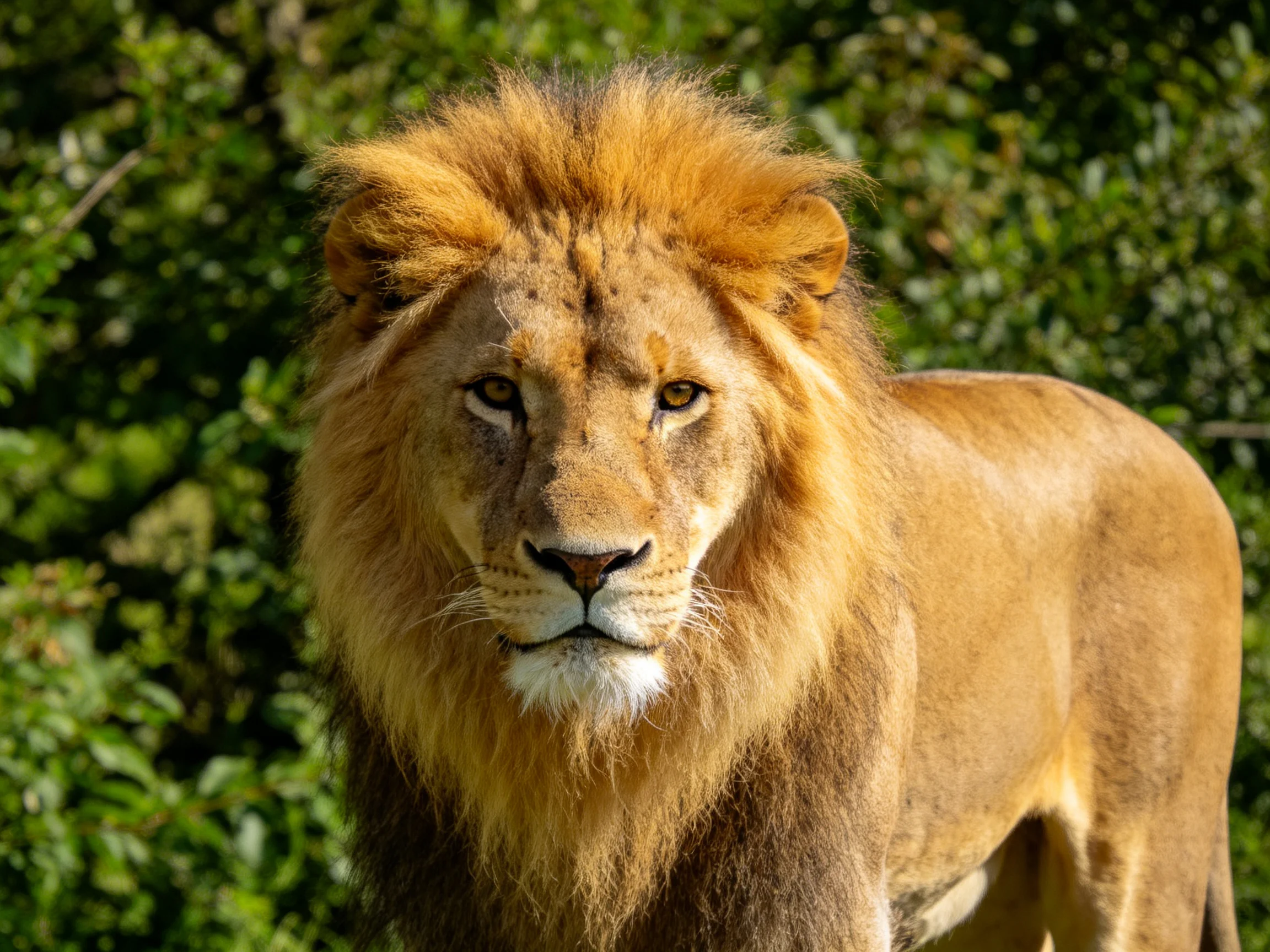 A majestic male lion stands calmly among dense green foliage.