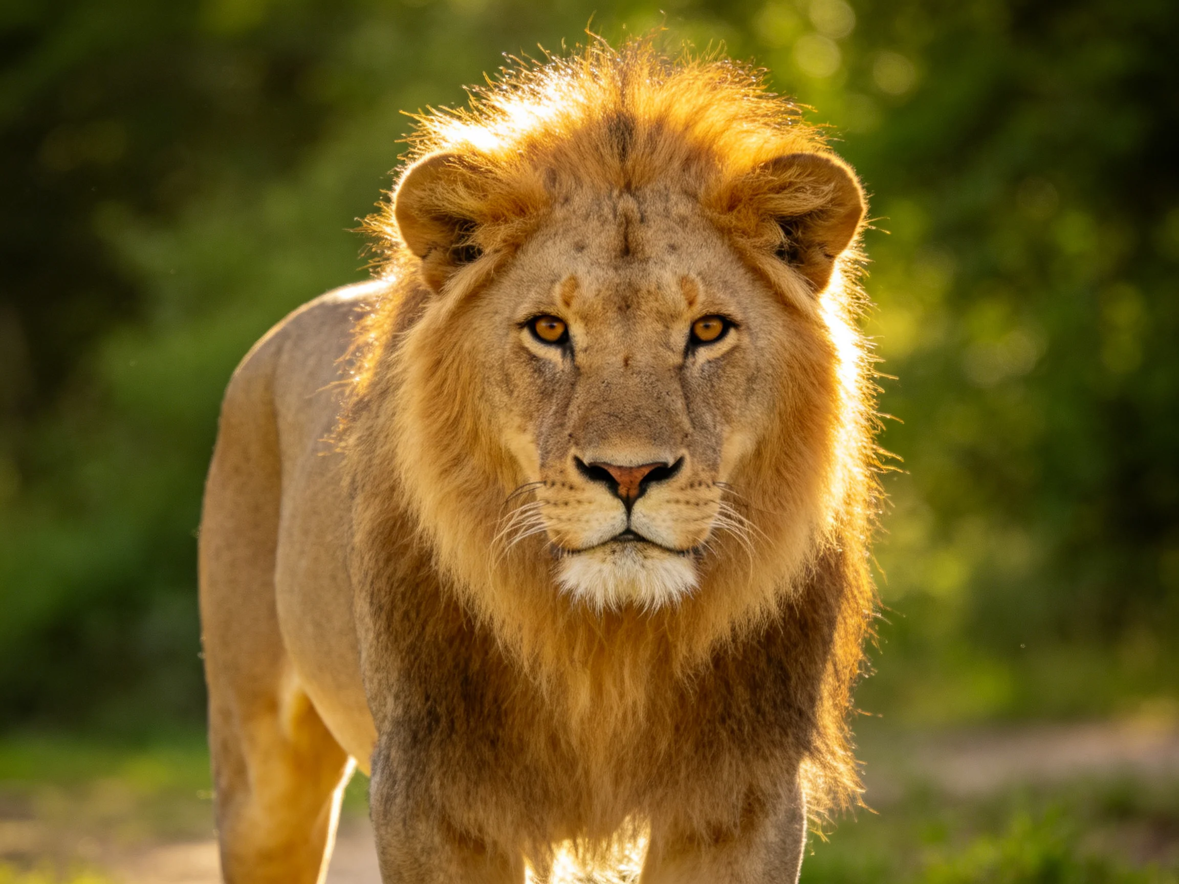A majestic male lion stands prominently before a blurred green backdrop.