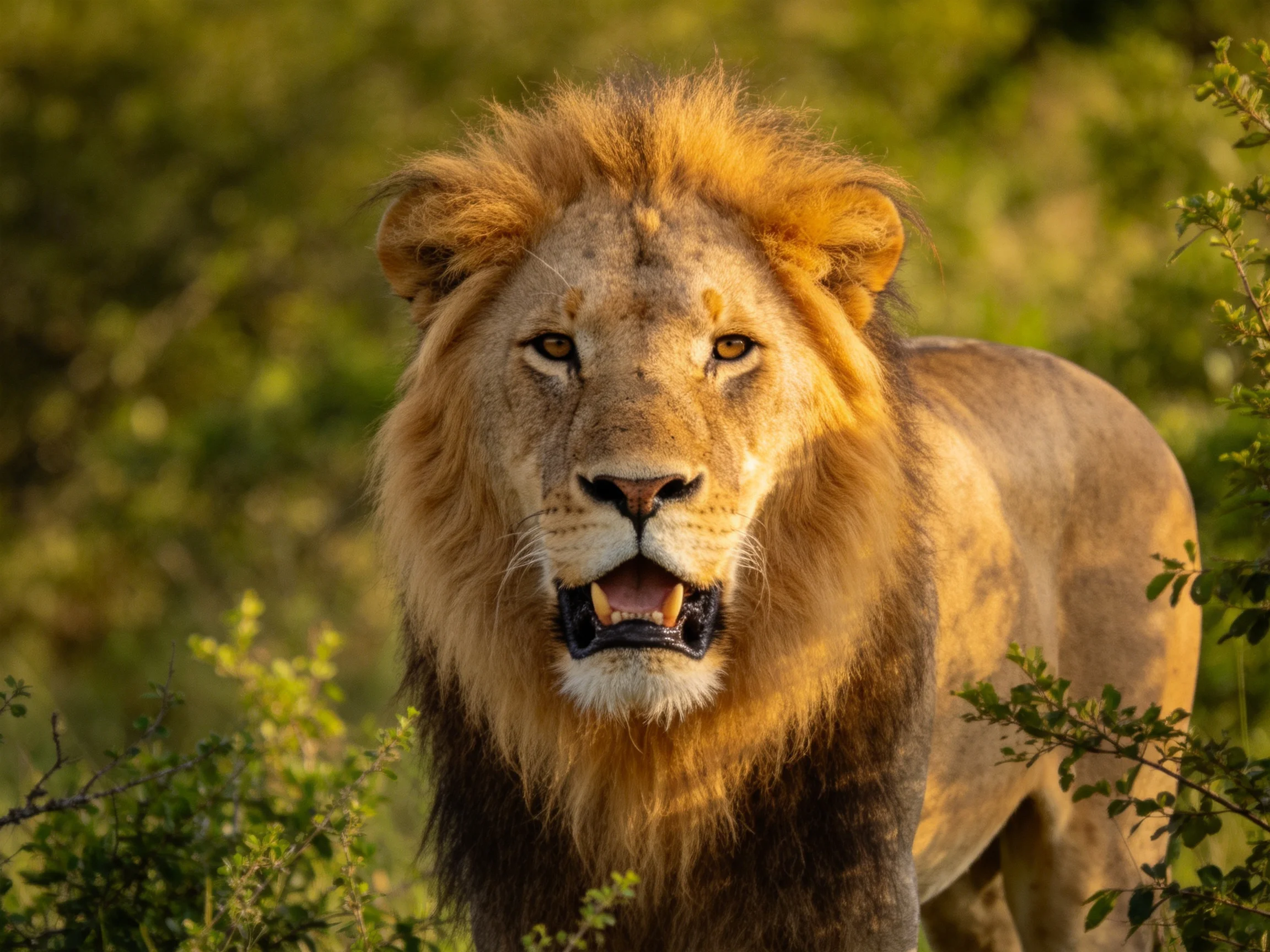 A majestic male lion stands in lush greenery.