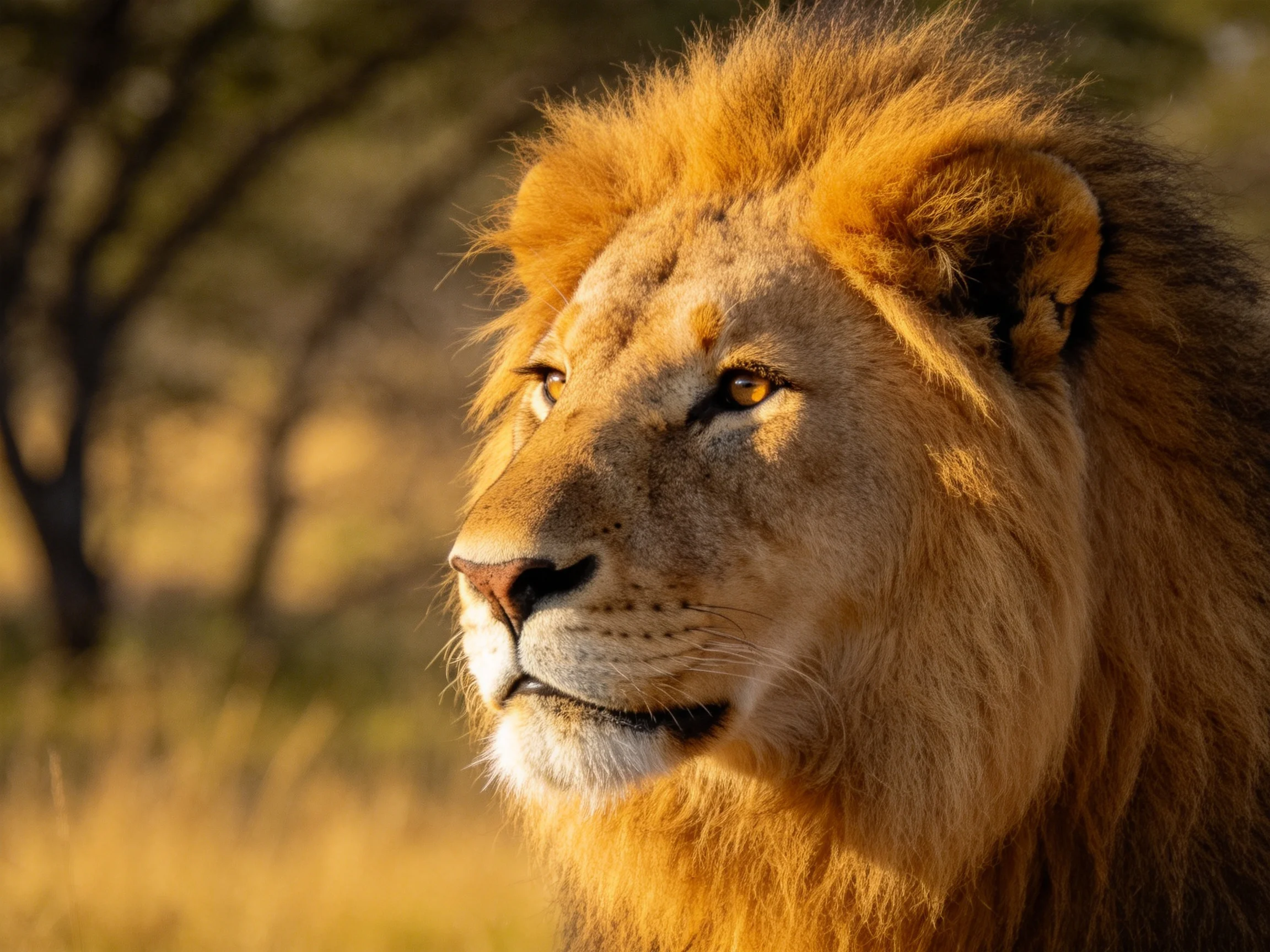 A majestic male lion stands in a sunlit savannah environment.