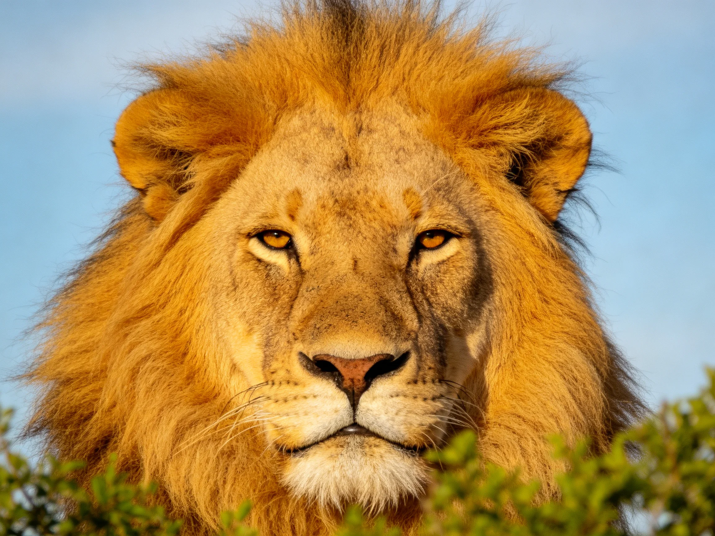 A close - up view of a majestic male lion with golden mane near greenery under bright daylight.