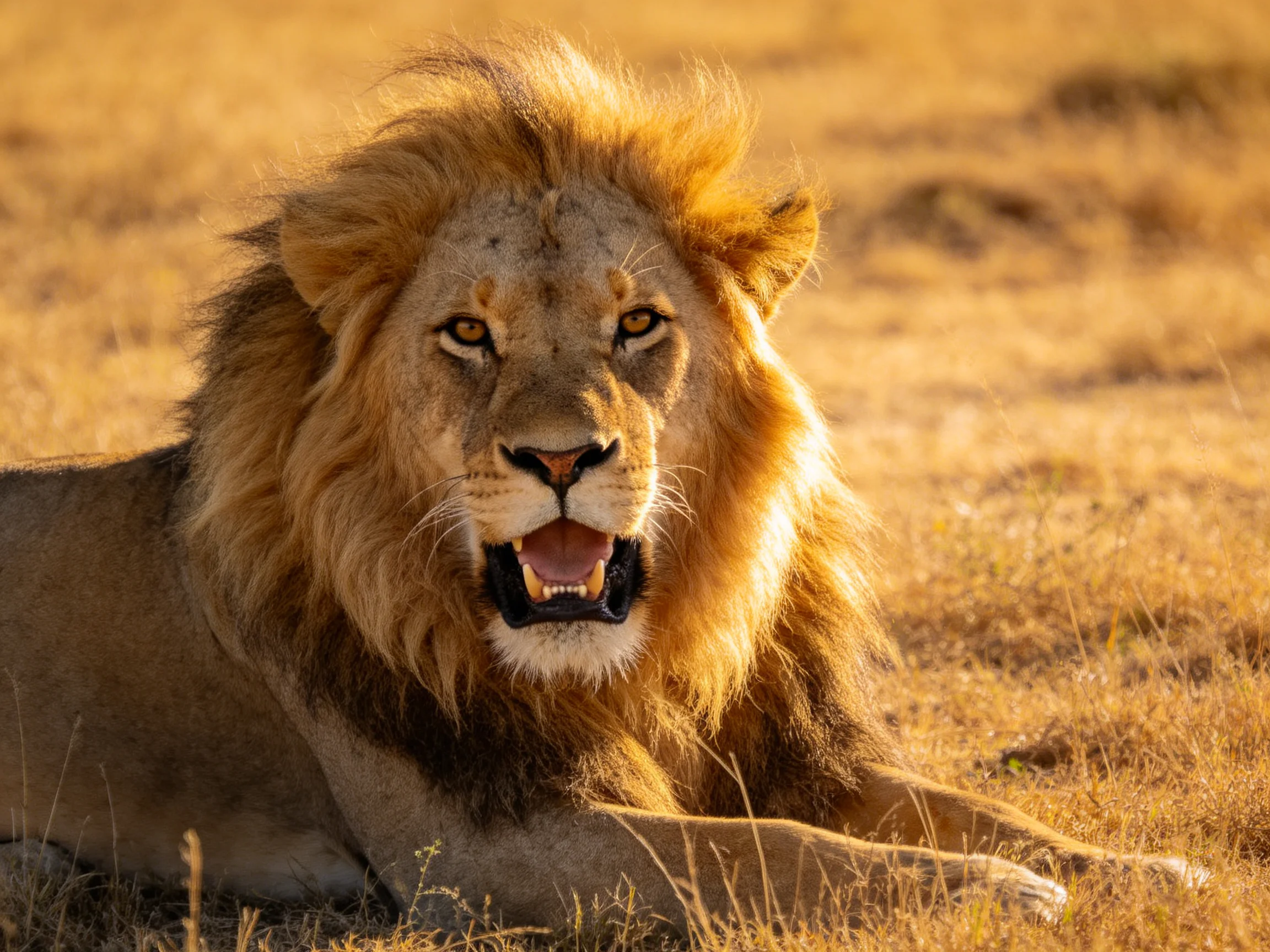 A majestic male lion rests peacefully in sunlit savannah terrain.