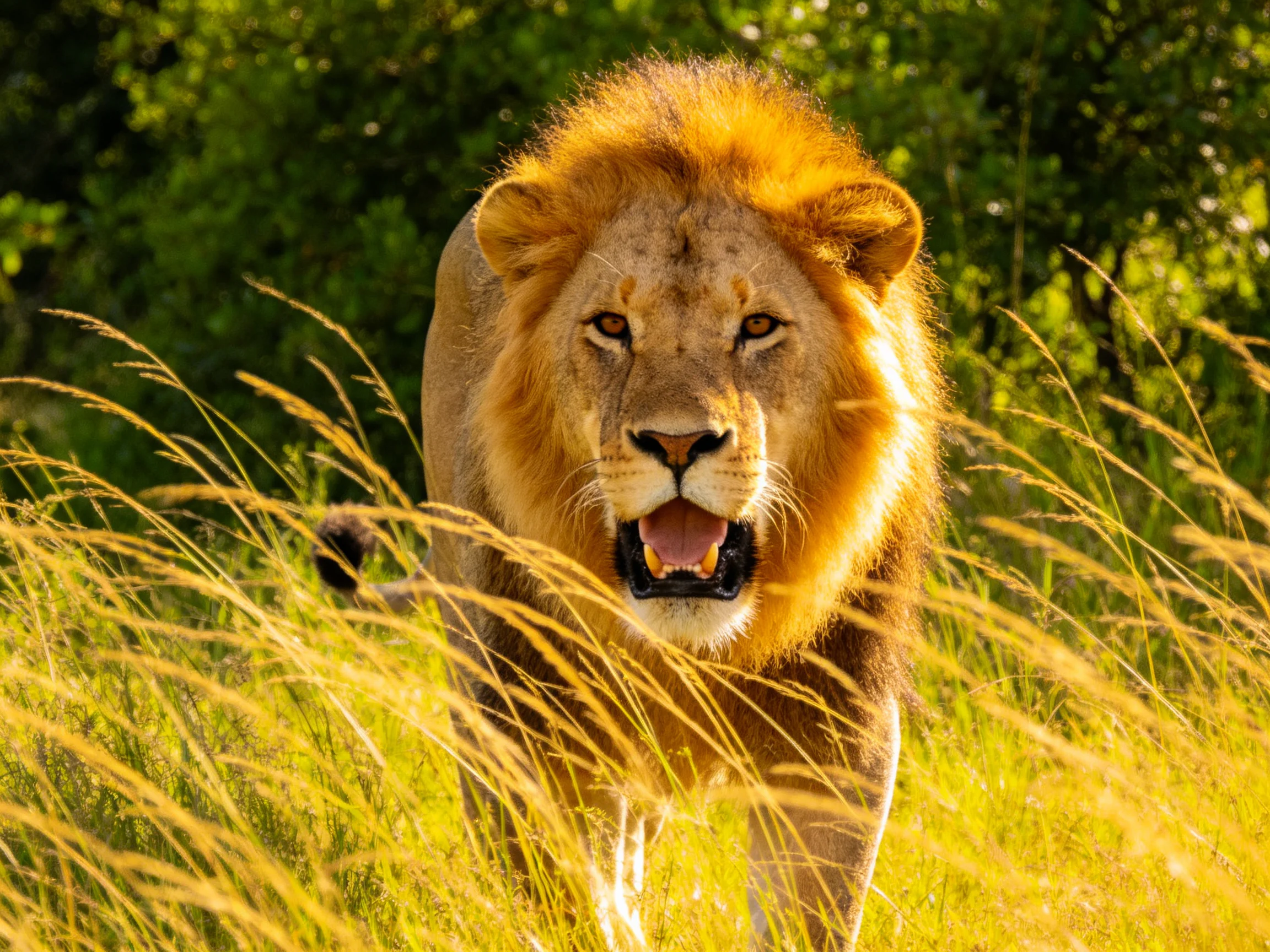 A male lion with a golden mane roams through tall grass in bright sunlight.