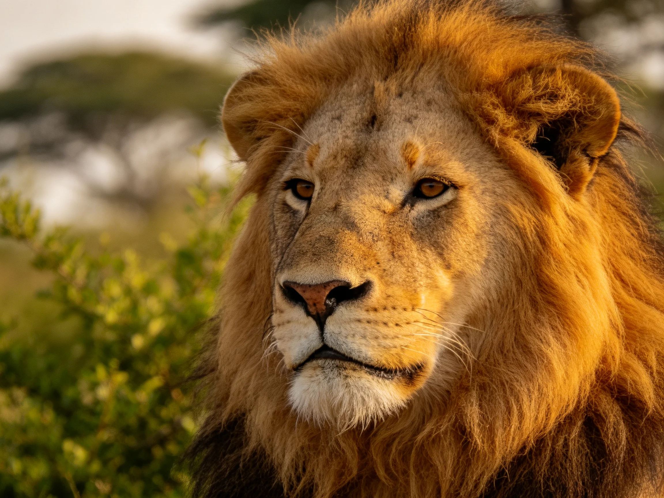 Close - up of a male lion with golden mane in a savannah environment.