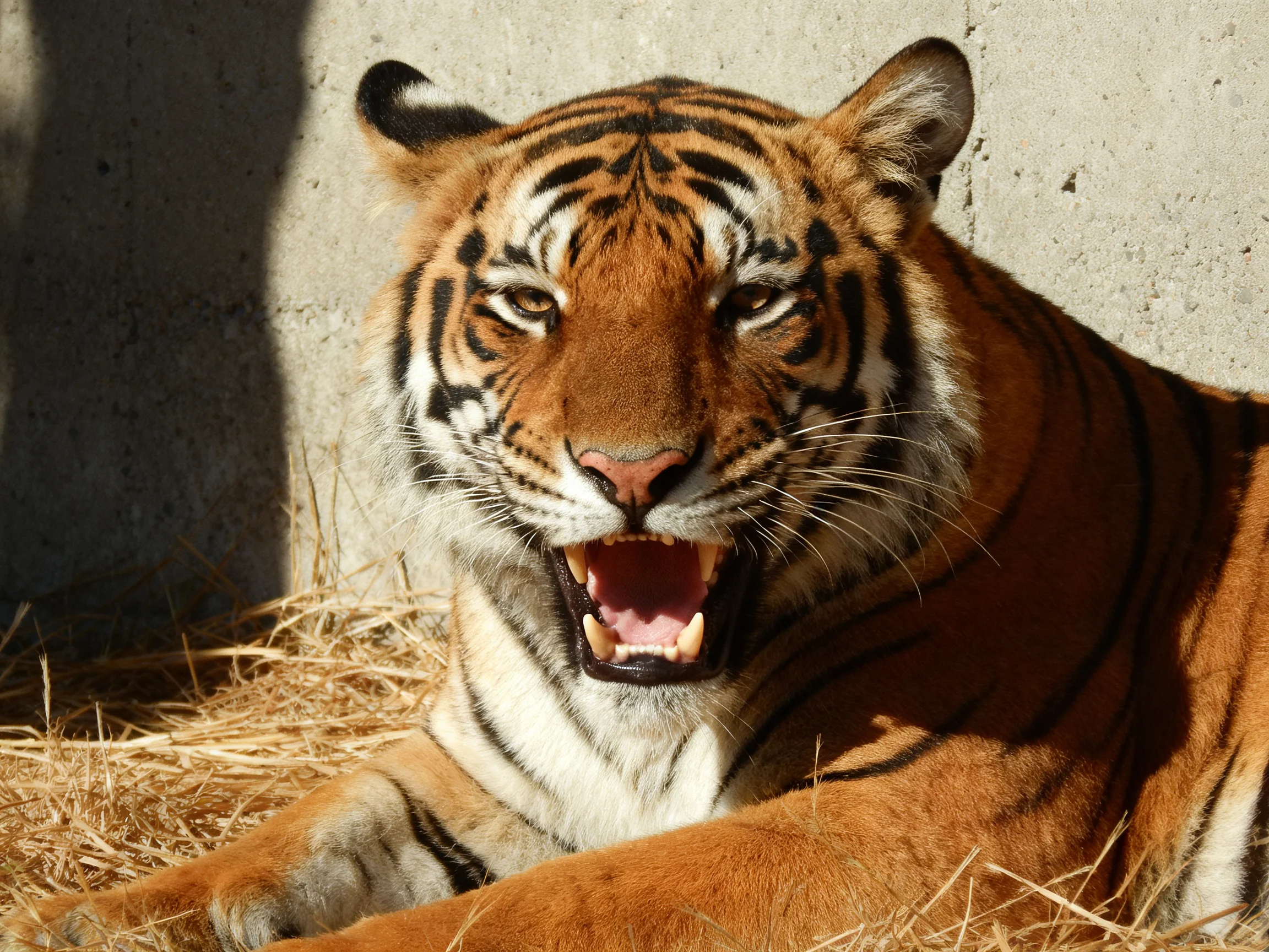 An orange tiger lounges among straw beside a concrete wall.