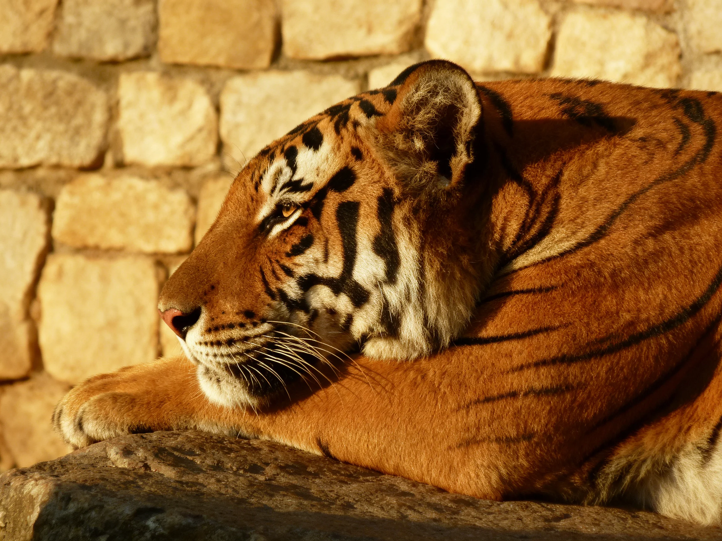 An orange tiger with black stripes rests near a stone wall.