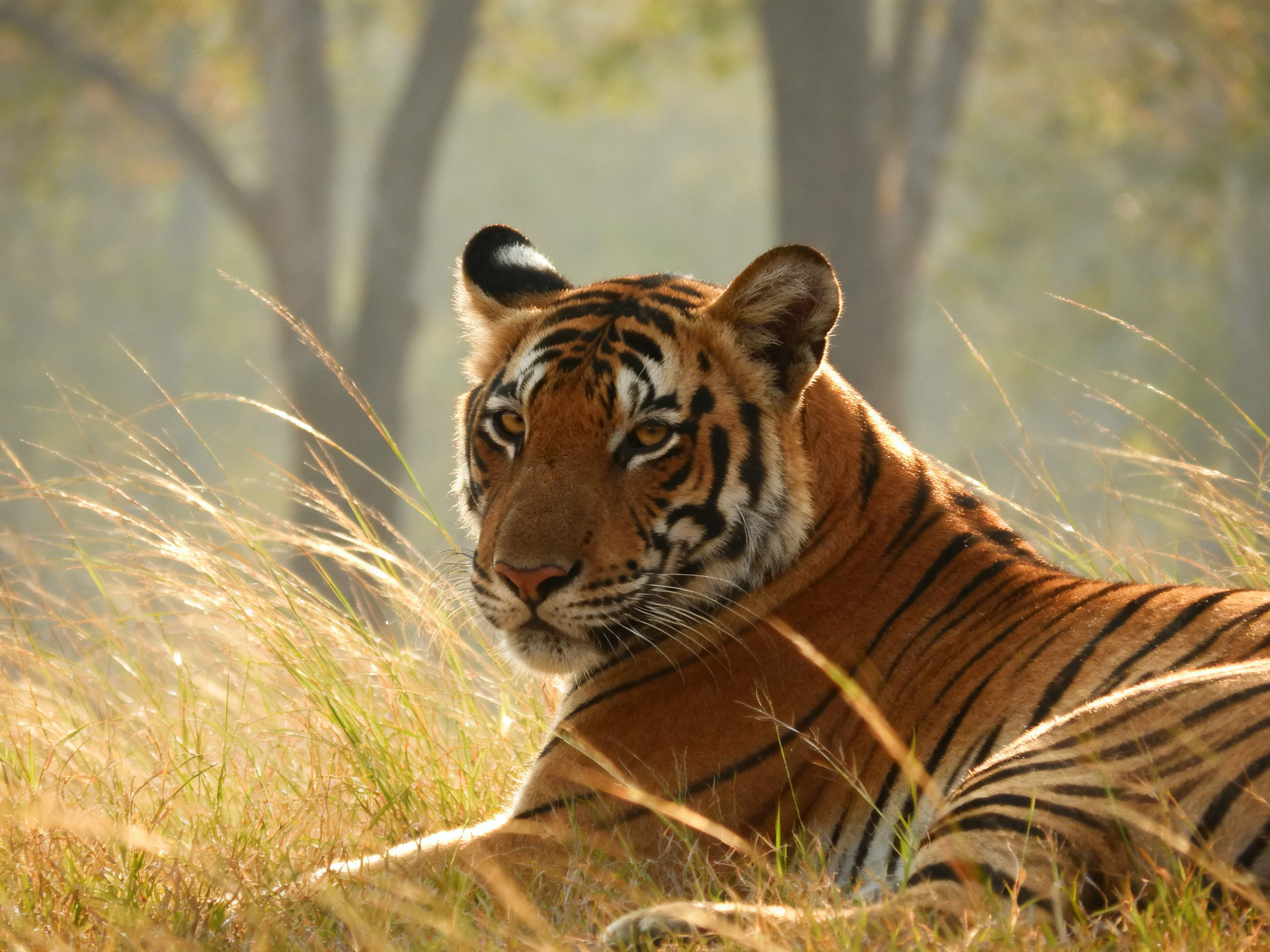 An orange tiger relaxes in tall grass within a sunlit forest