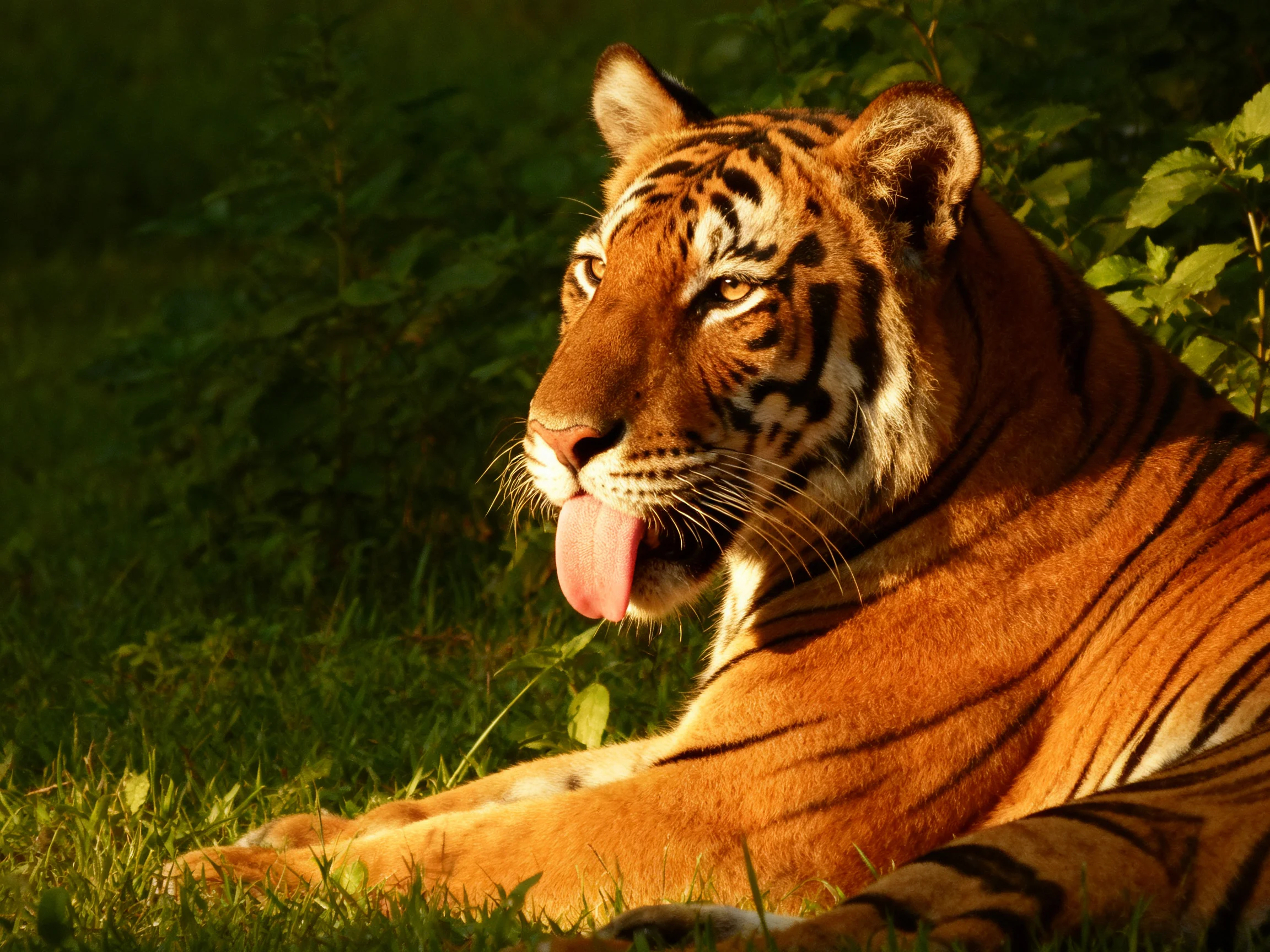 An orange tiger relaxes in a sunlit area with green surroundings.