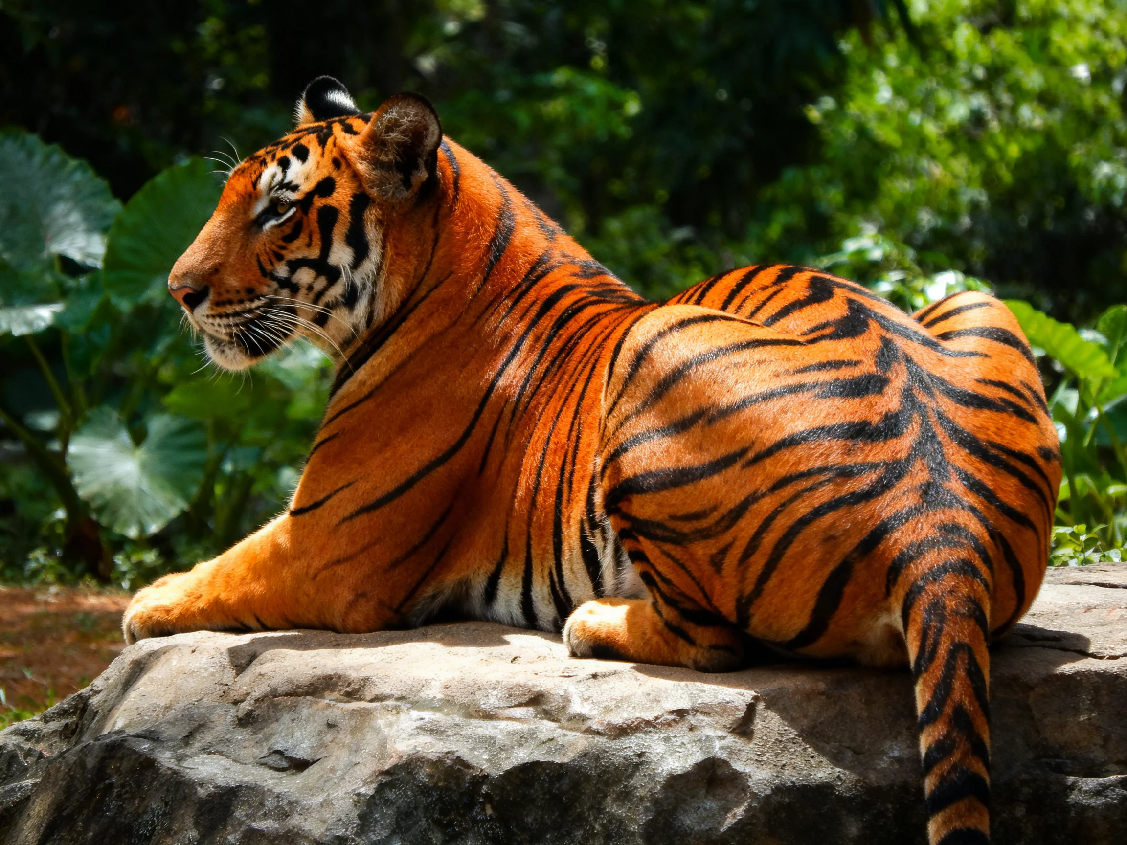 An orange tiger with bold black stripes relaxes on a rock in a verdant environment.