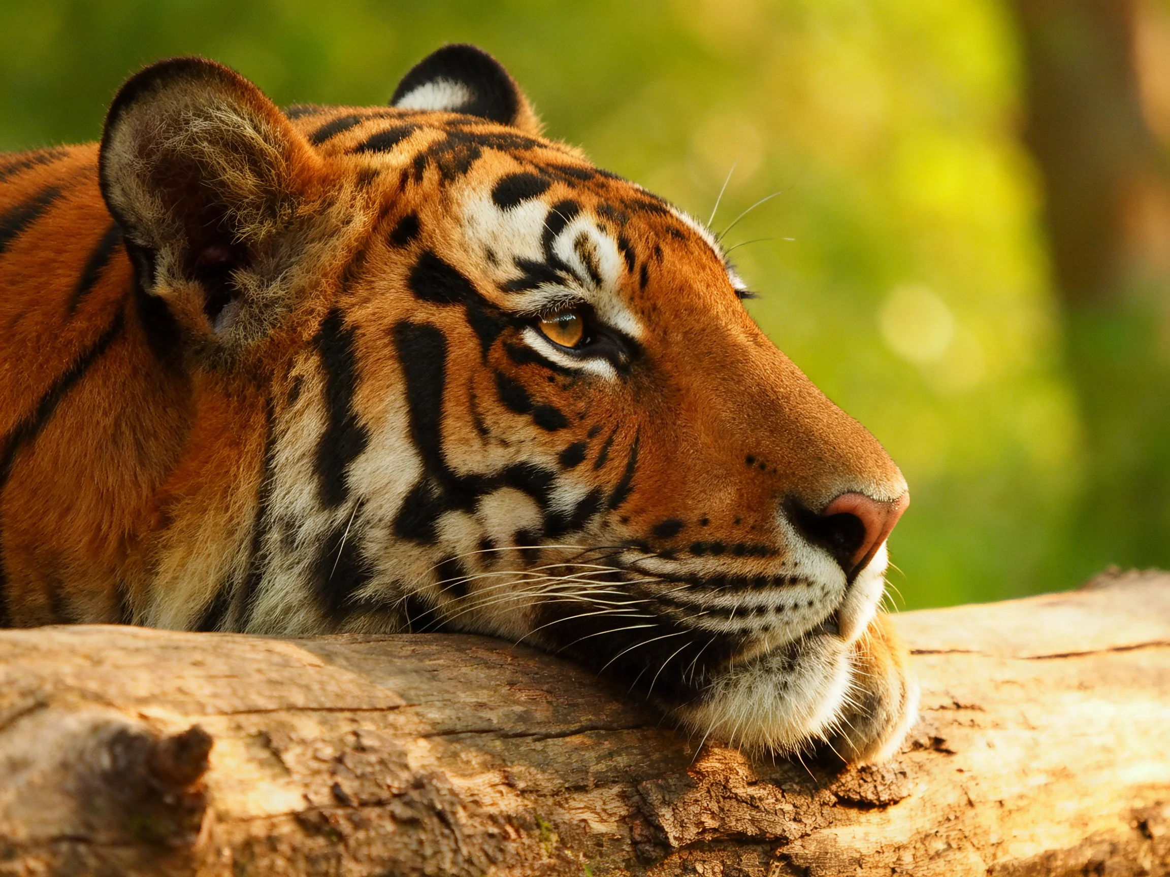 A close - up of an orange tiger resting its head on a log in a sunlit natural setting.