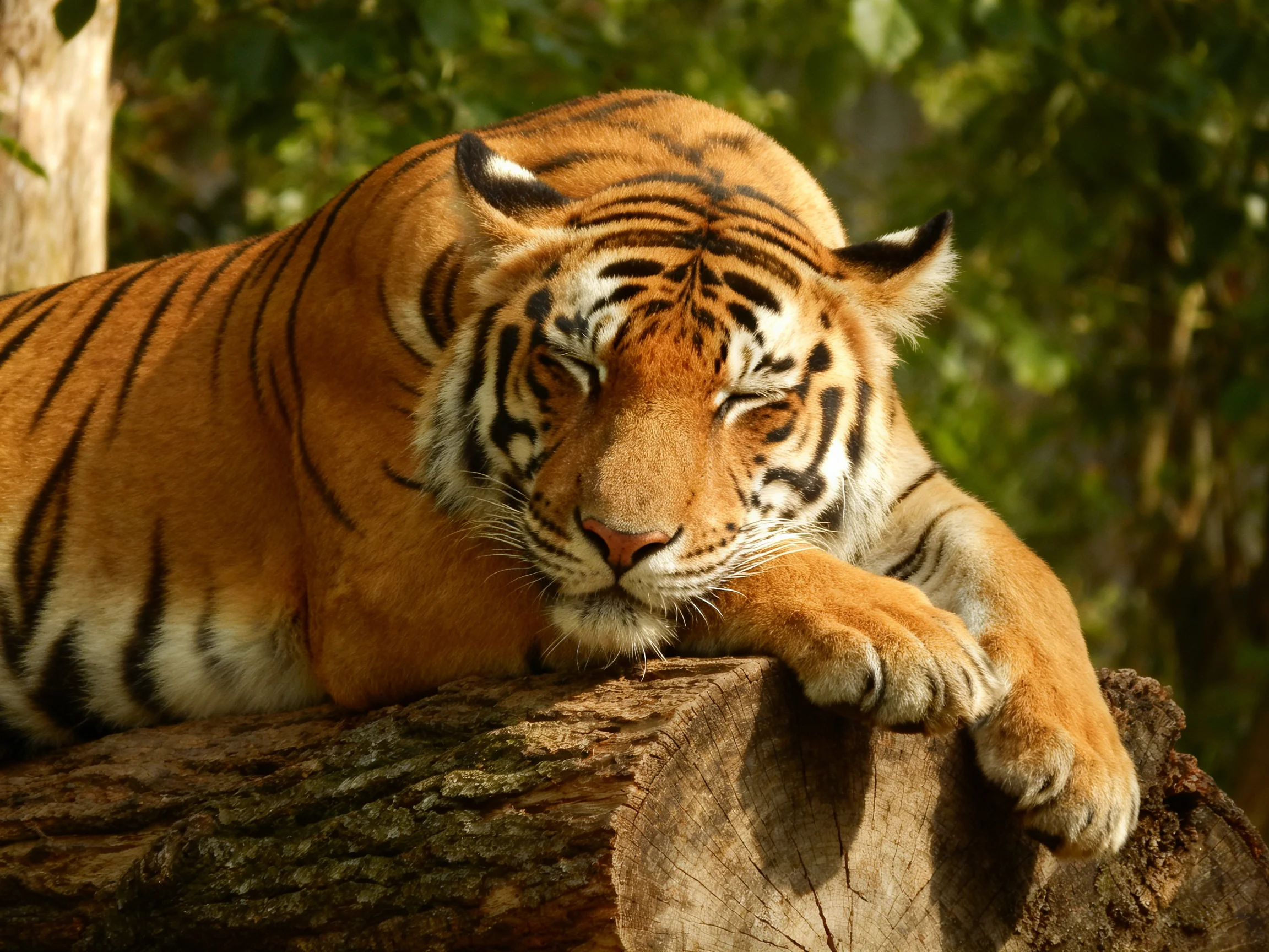 A serene orange tiger sleeps on a large wooden log surrounded by greenery