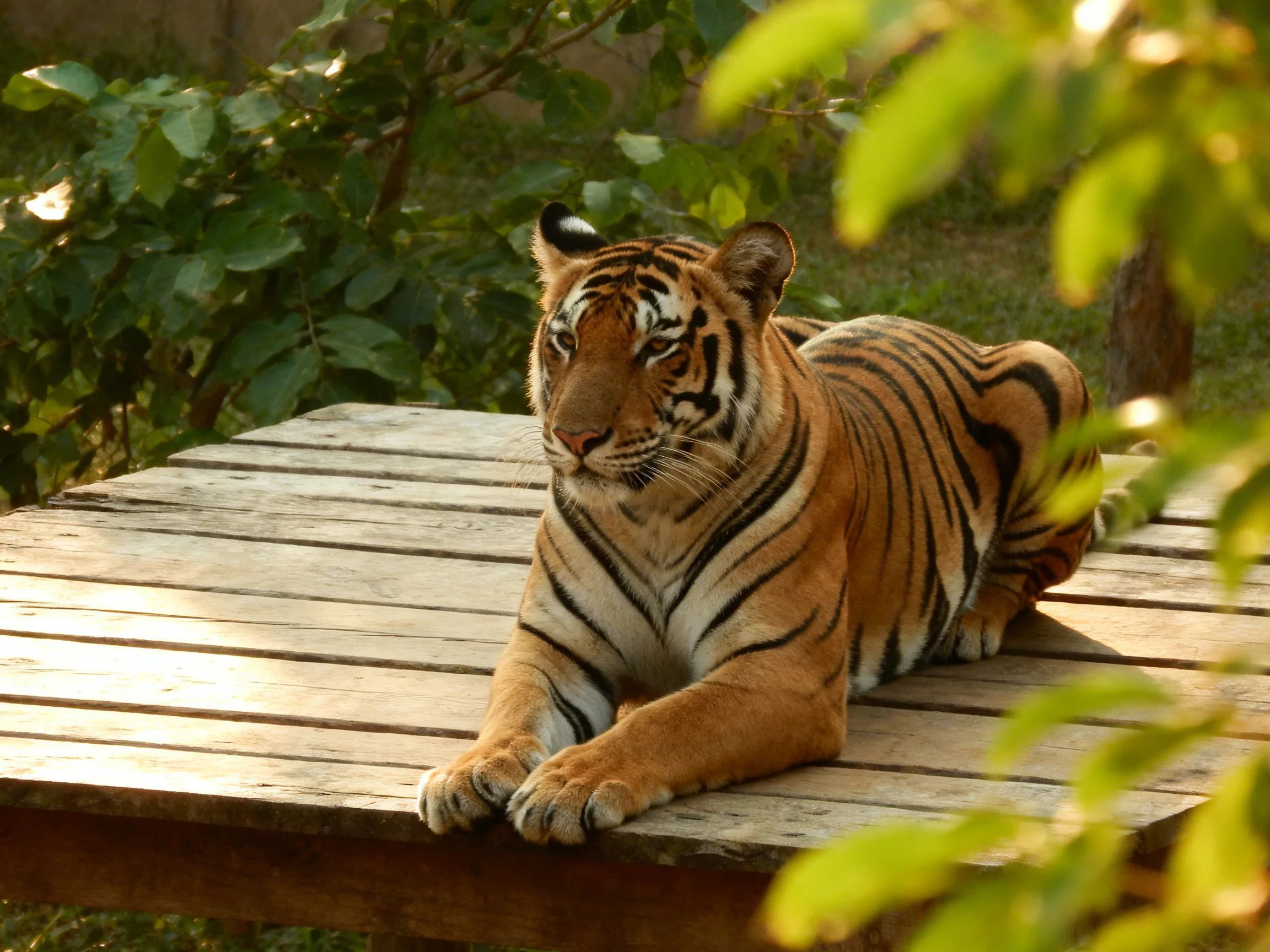 An orange tiger with black stripes relaxes on a wooden platform surrounded by greenery.