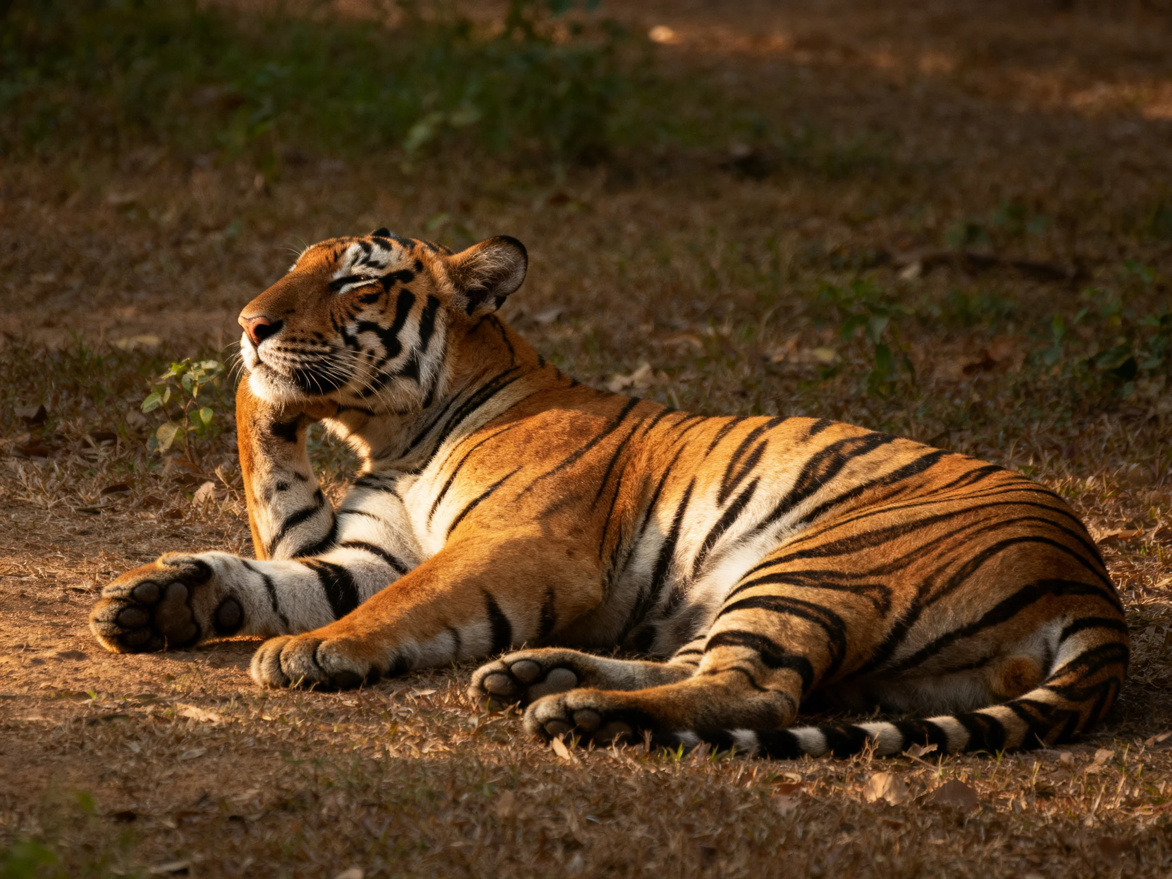 An orange tiger with black stripes relaxes on dry ground.